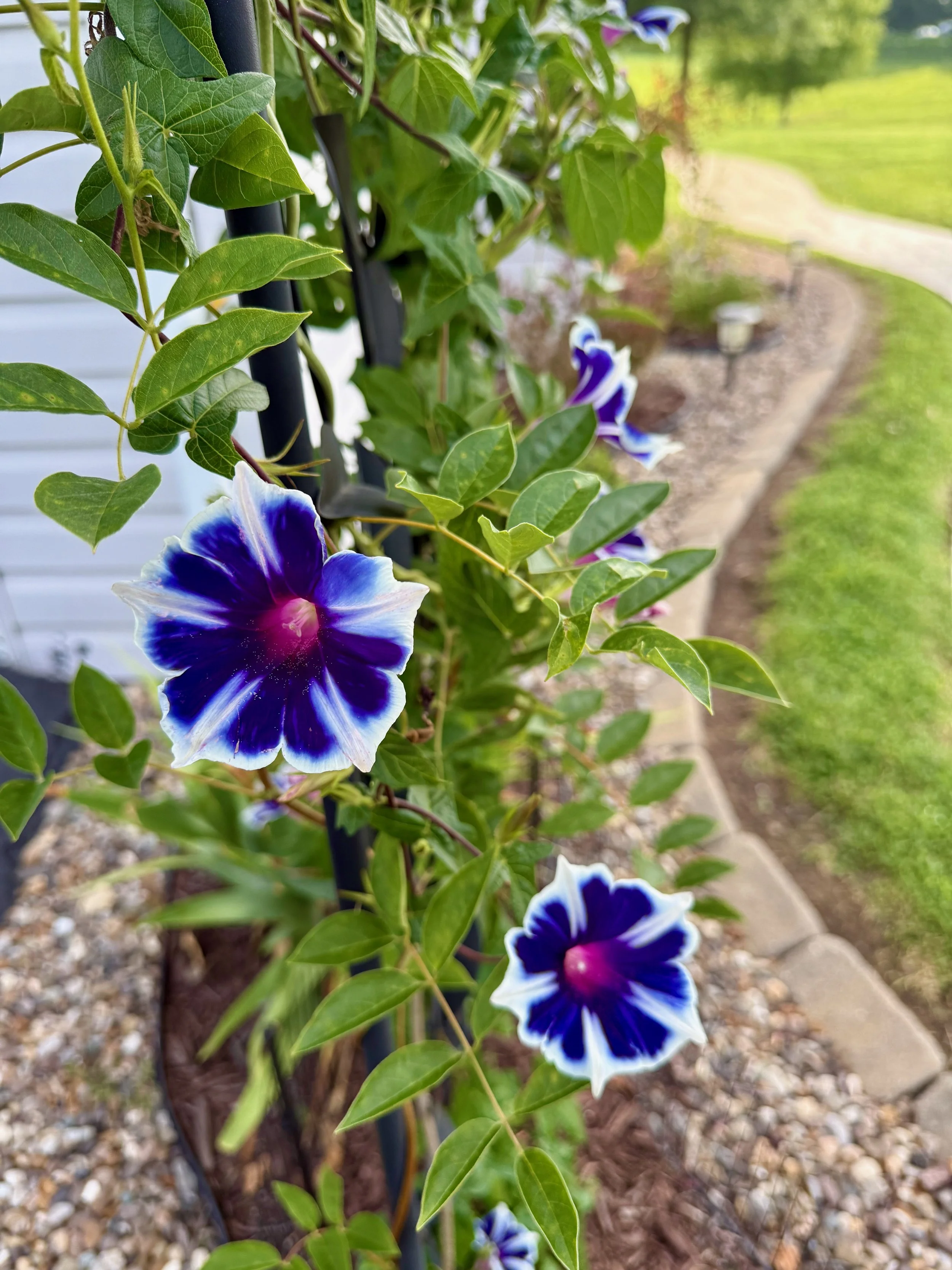 IMG_2520.jpeg