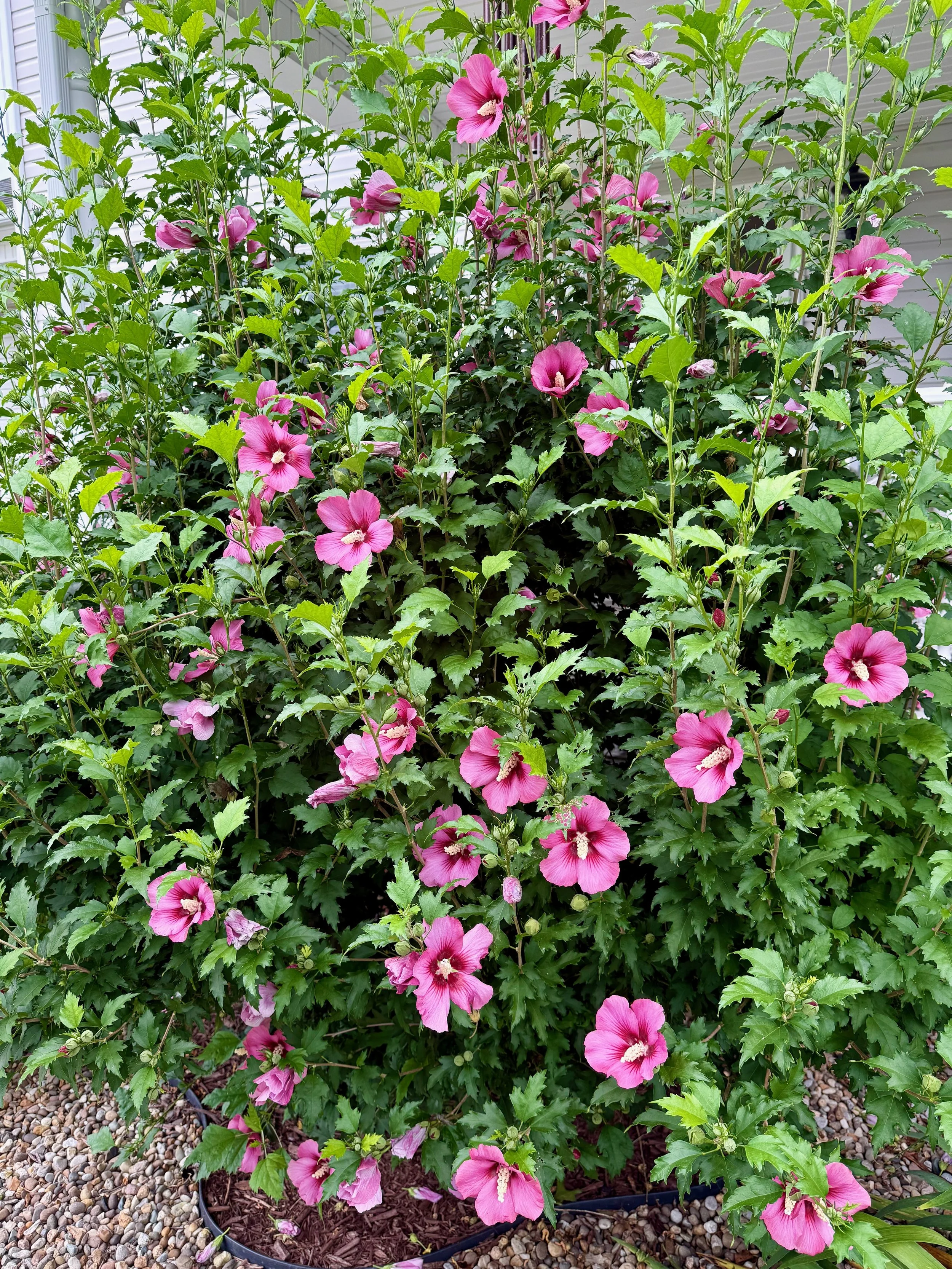 IMG_2656.jpeg