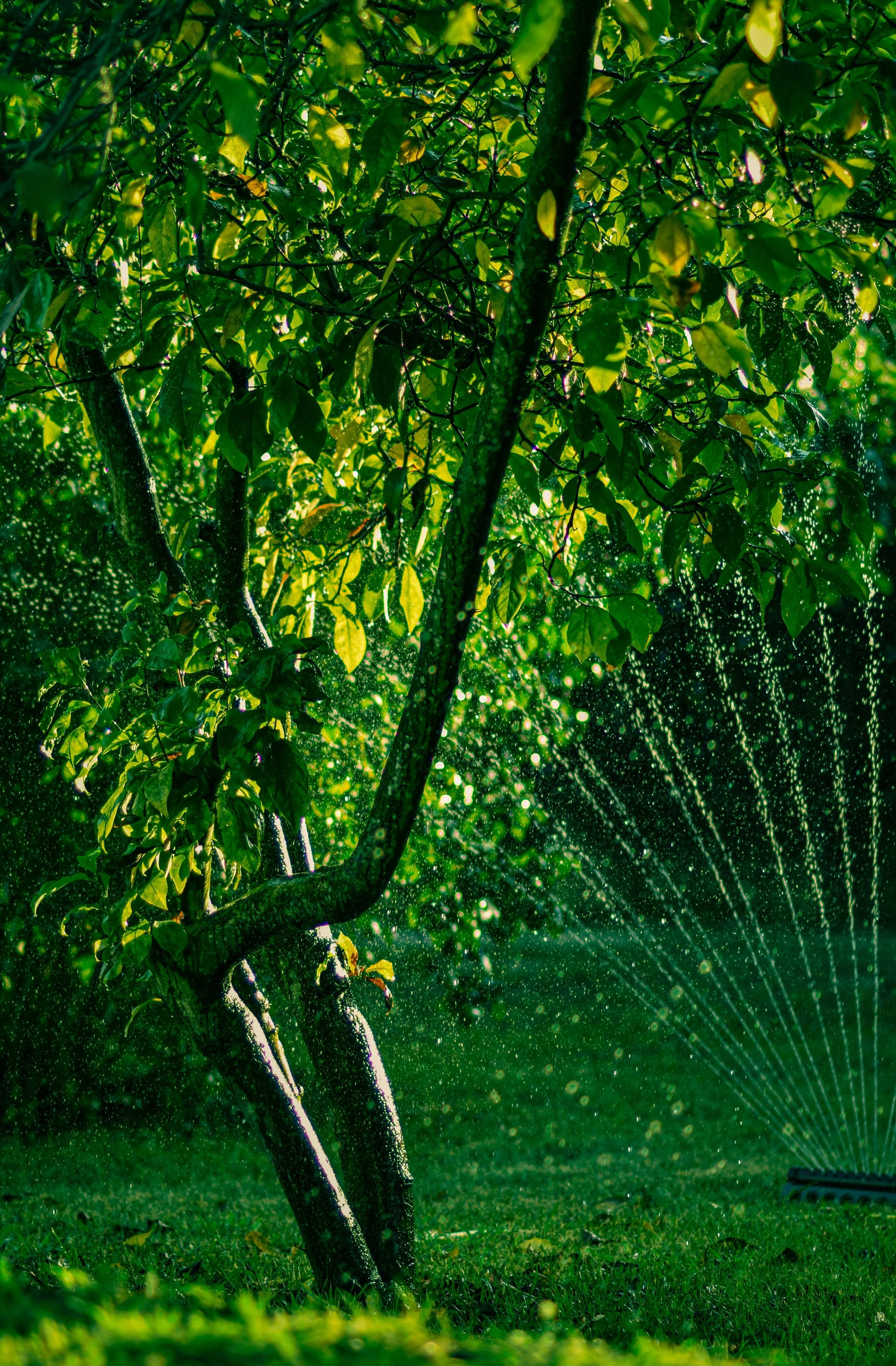 Automatische Sprinkleranlage bewässert Bäume und Rasen im Garten