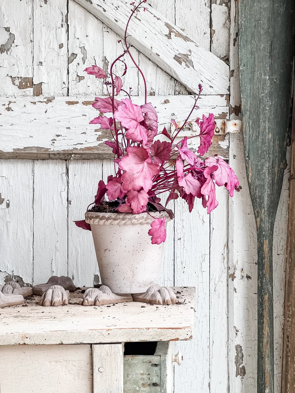 Bergs Potter Emilia Planter & Saucer #16 — The Collected