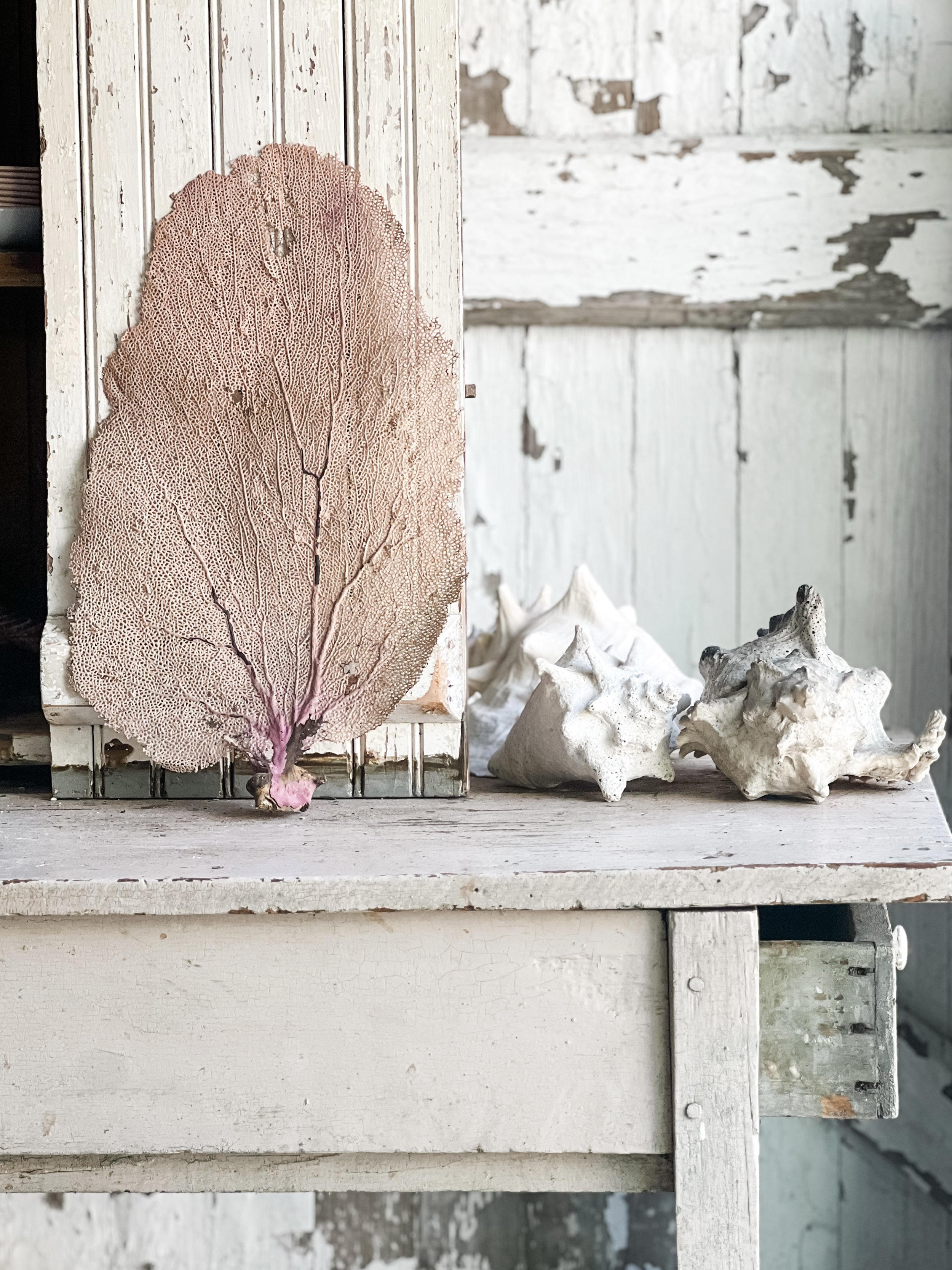Vintage Sea Fan
