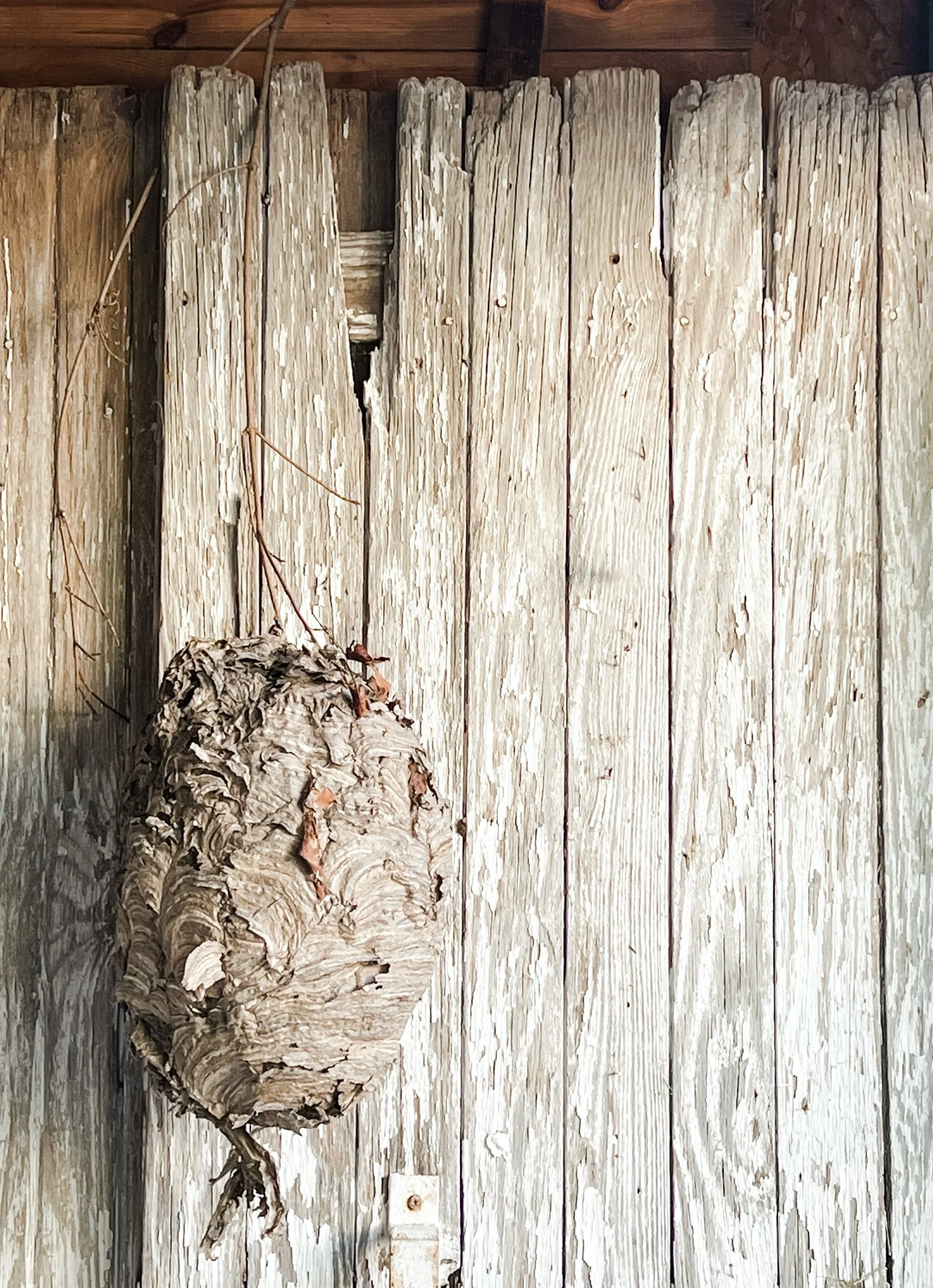 Blue Velvet Ribbon Trio — The Collected