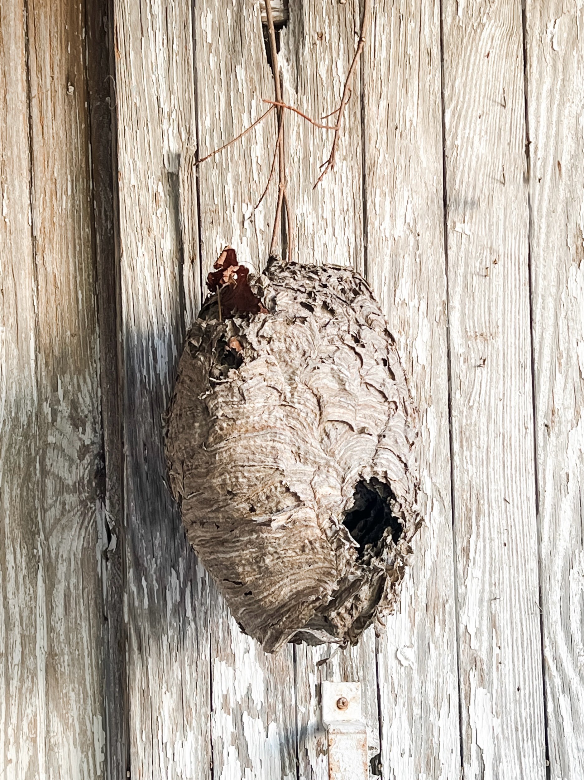 Blue Velvet Ribbon Trio — The Collected