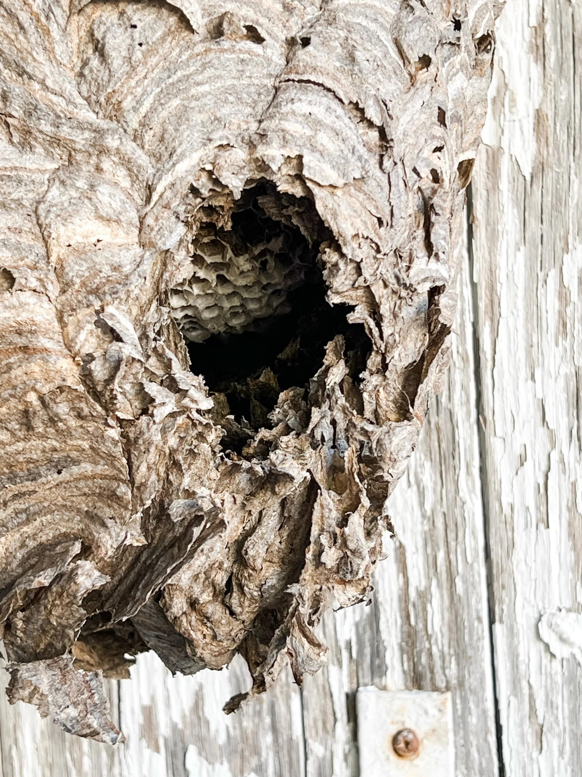 Blue Velvet Ribbon Trio — The Collected