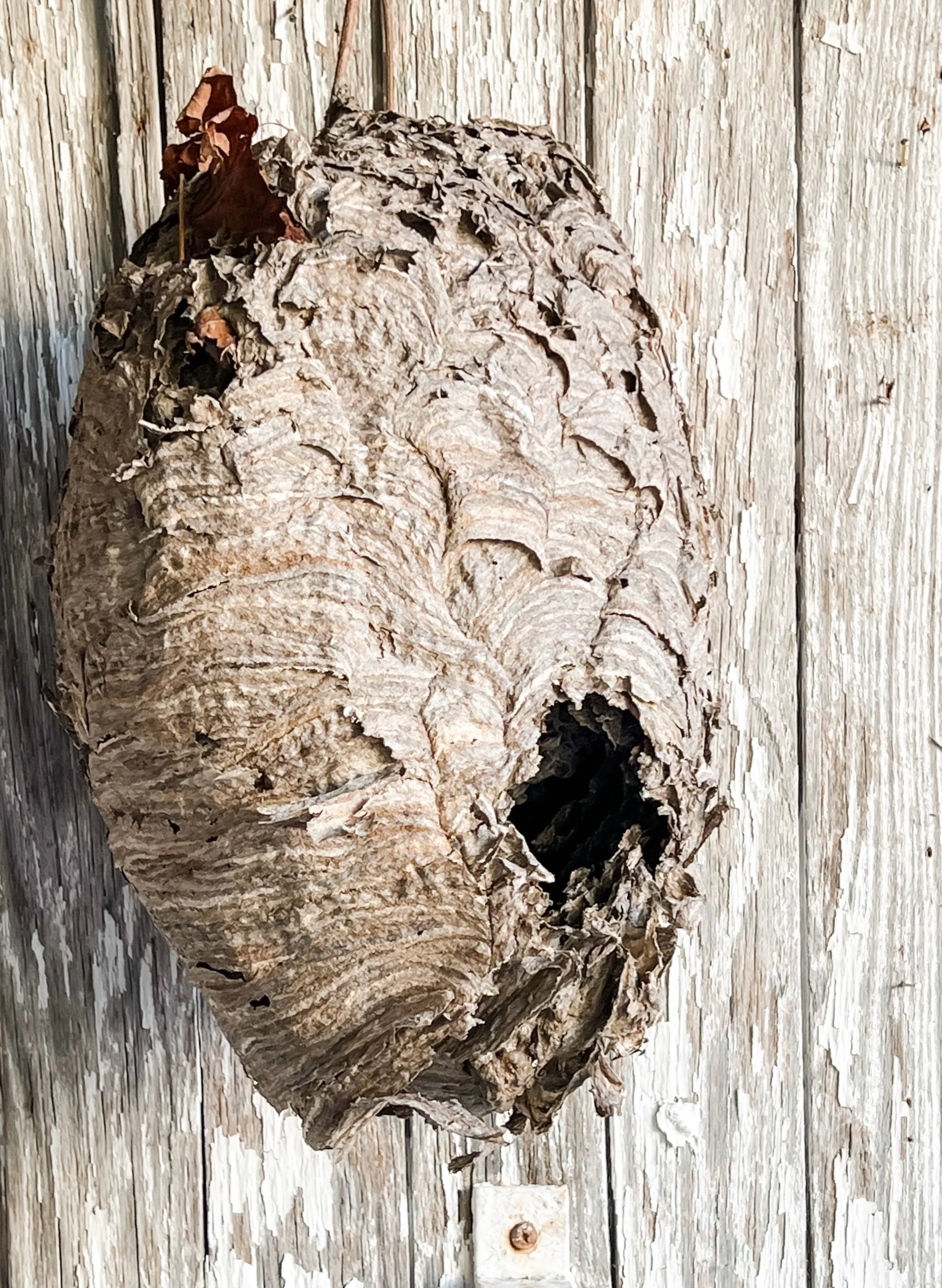 Blue Velvet Ribbon Trio — The Collected