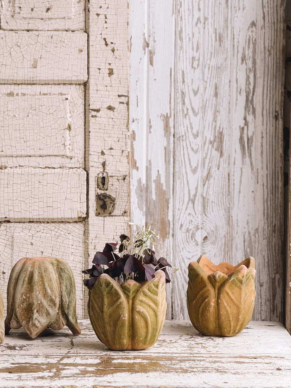 Aged Mossy Tulip Terracotta Planter — The Collected