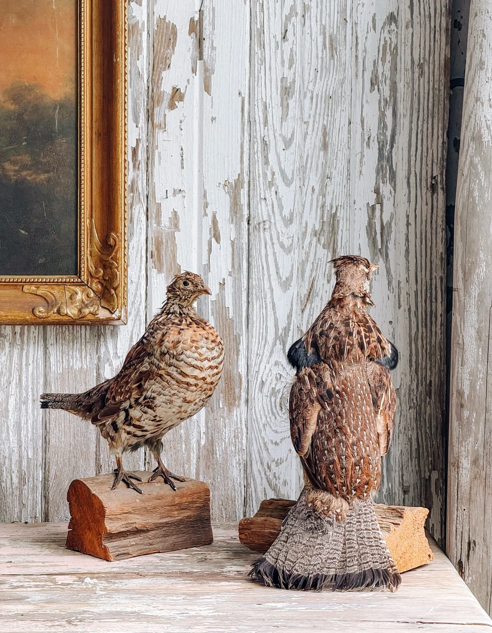 Partridge Taxidermy