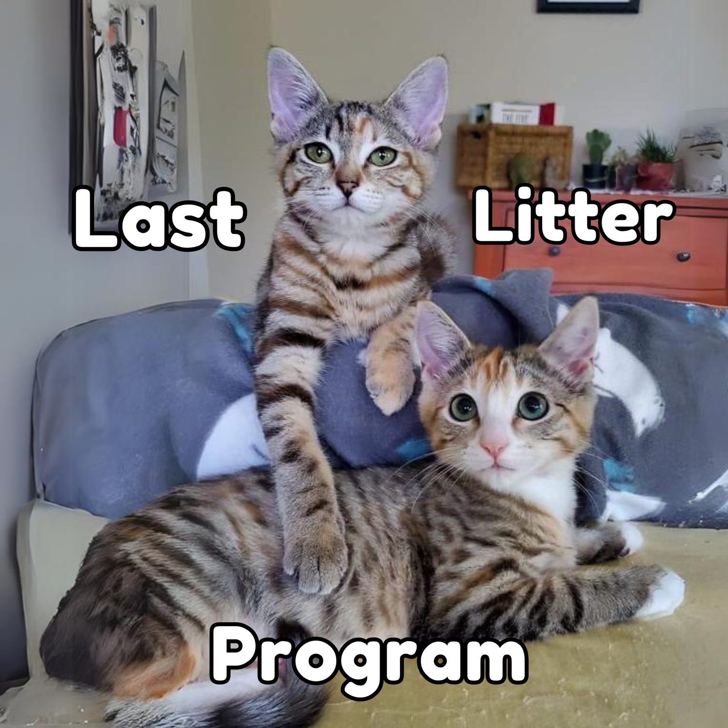 ABC Cat Rescue | Adopt a Cat. Save 9 Lives