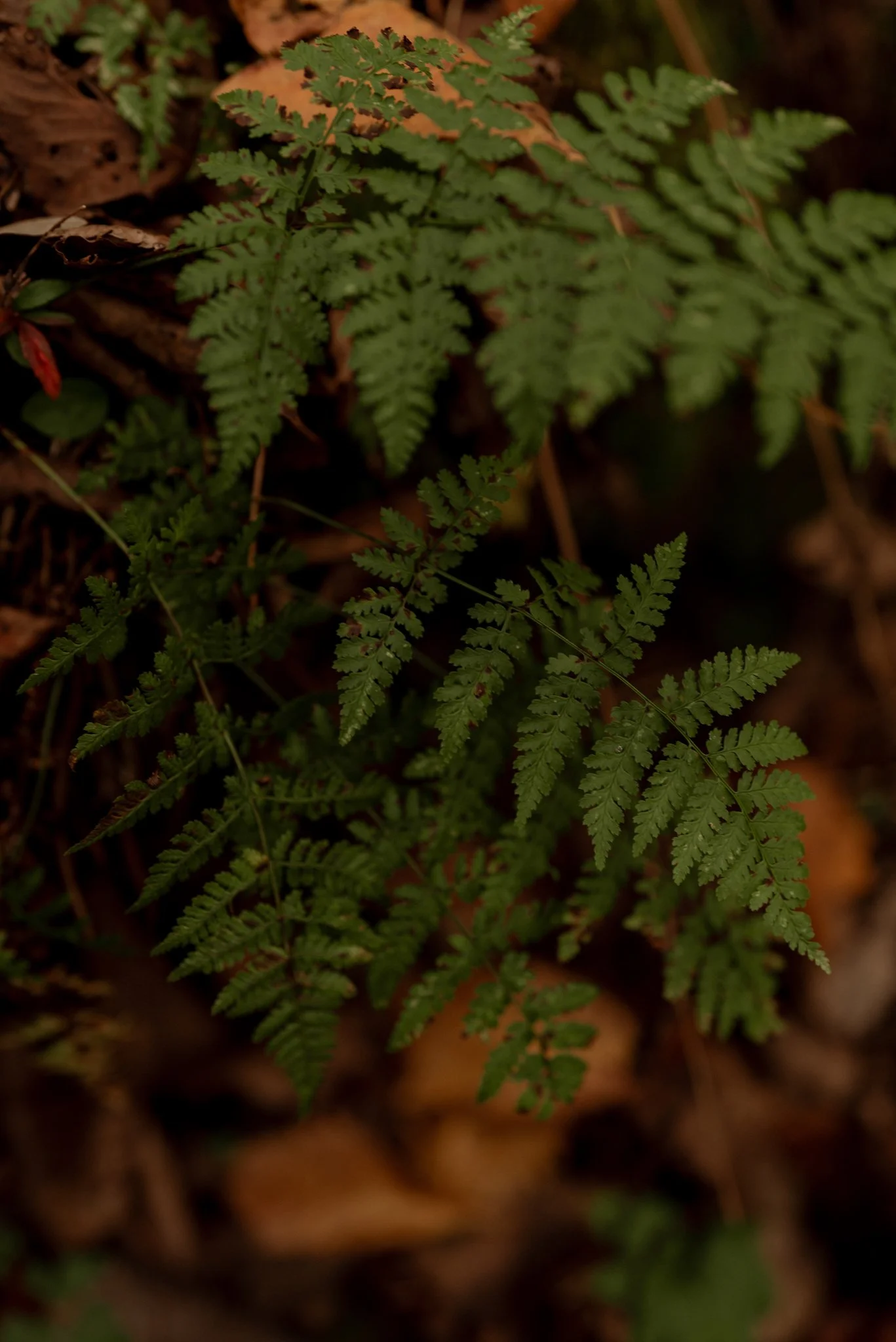 governor_dodge_state_park_dodgeville_wisconsin_elopement_NEP (76).jpg