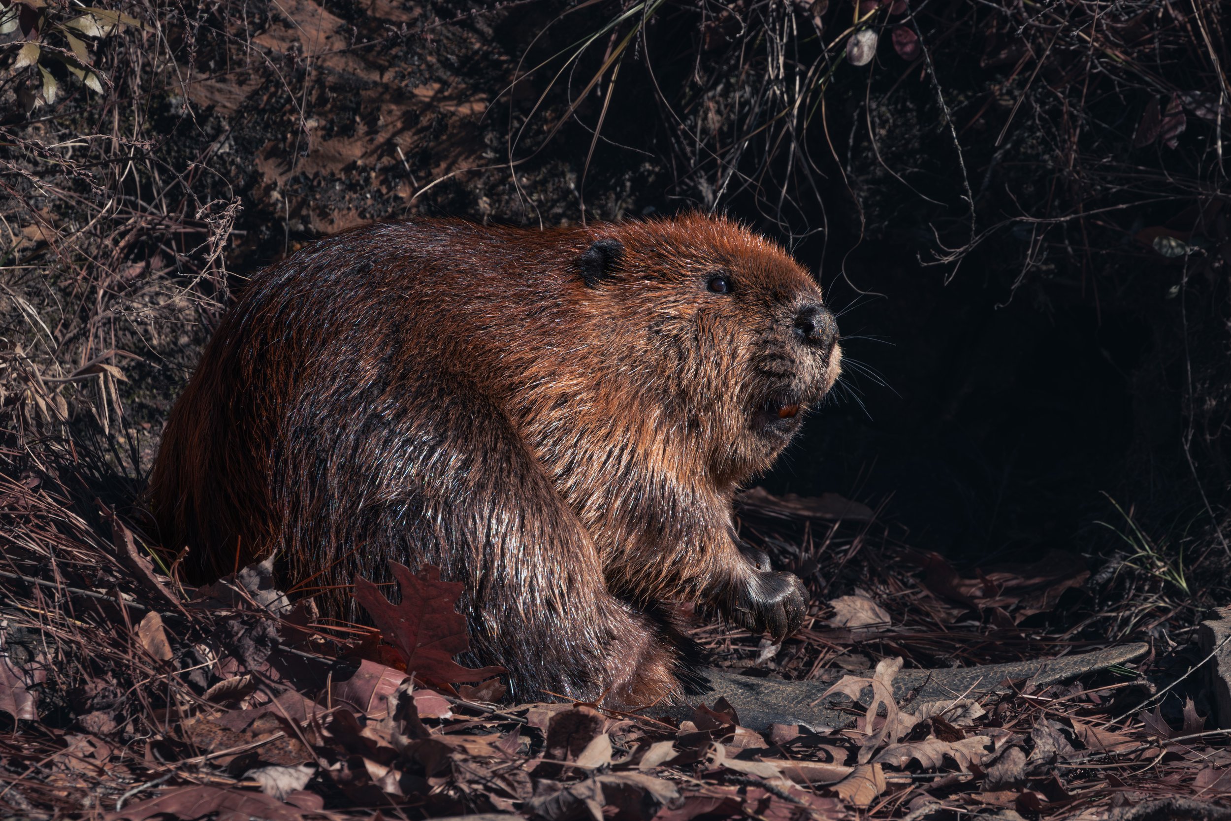 Beaver Sunning.jpg