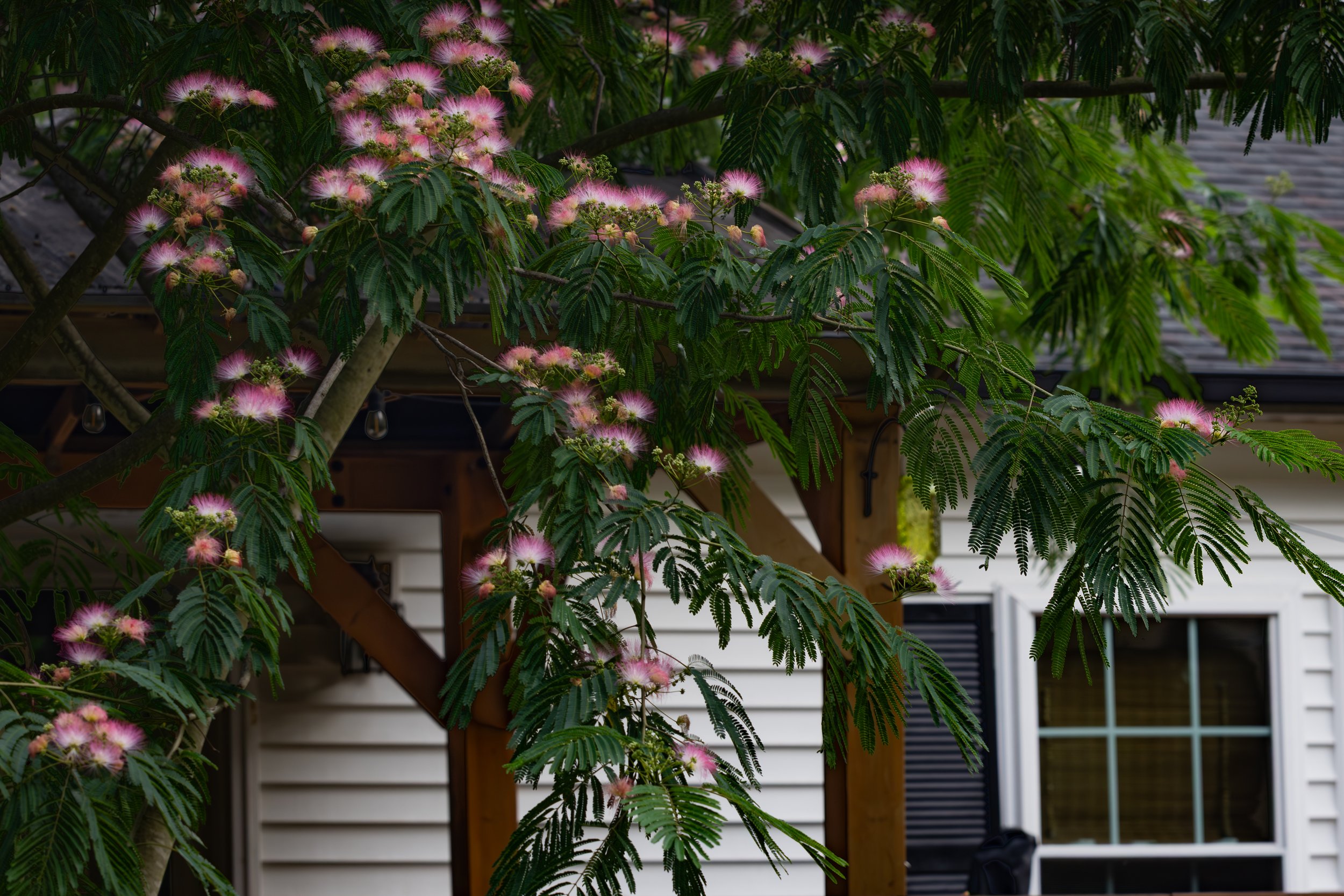 mimosa may 2026.jpg