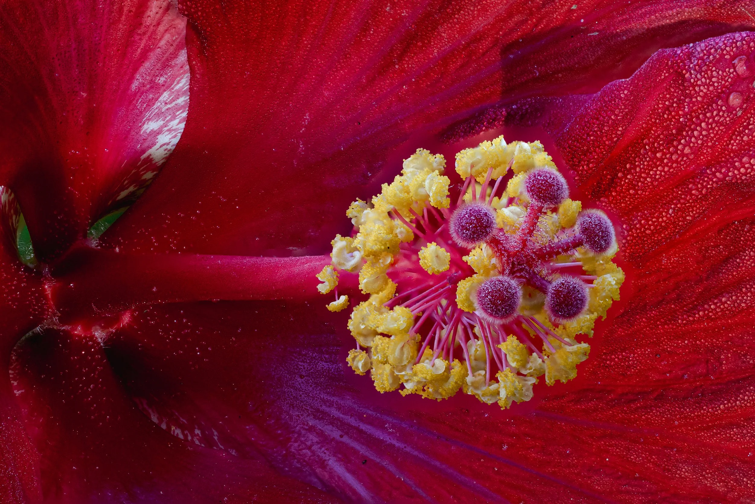 hibiscus.jpg
