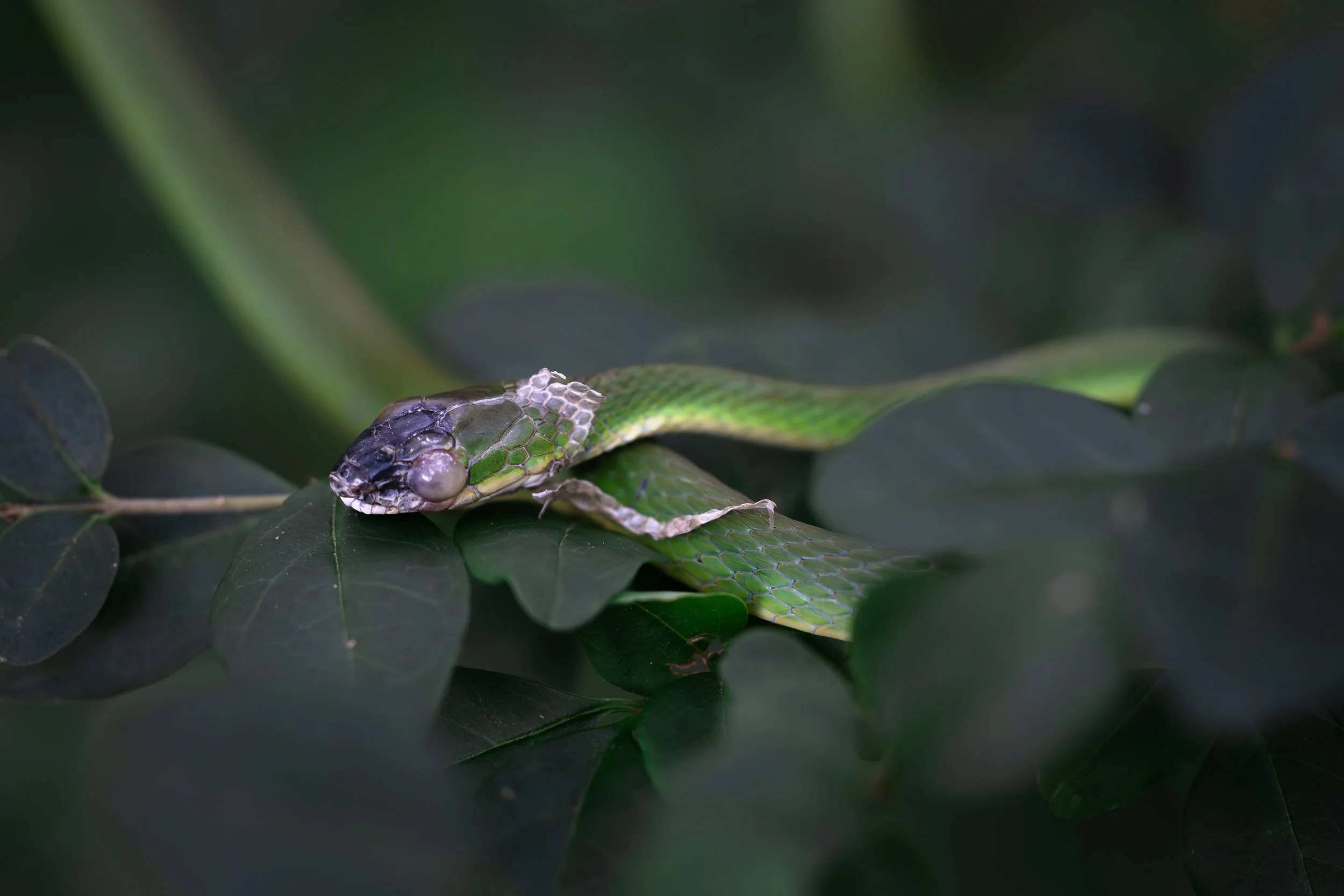 rough green snake shedding.jpg