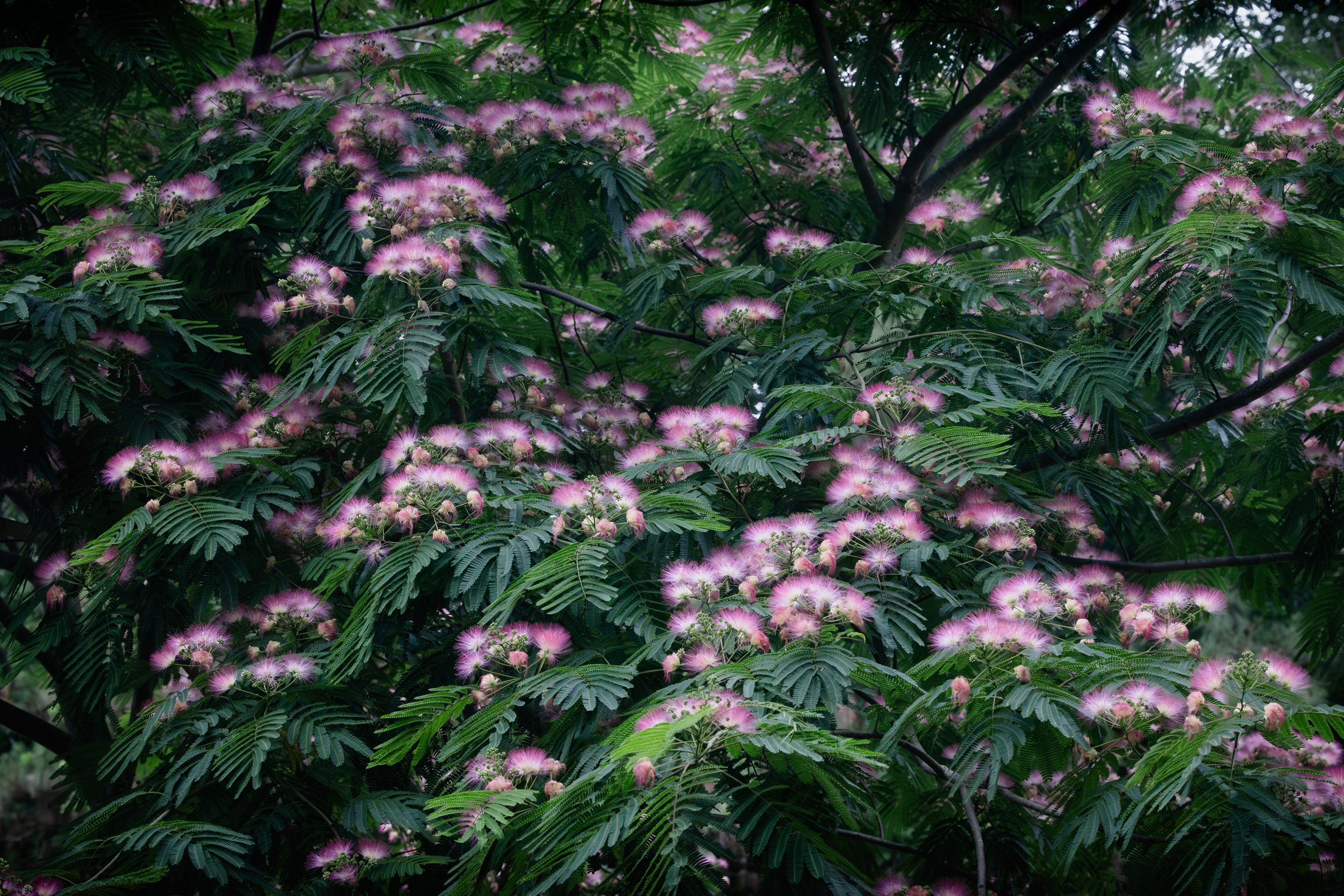 Mimosa Bloom June 2026.jpg