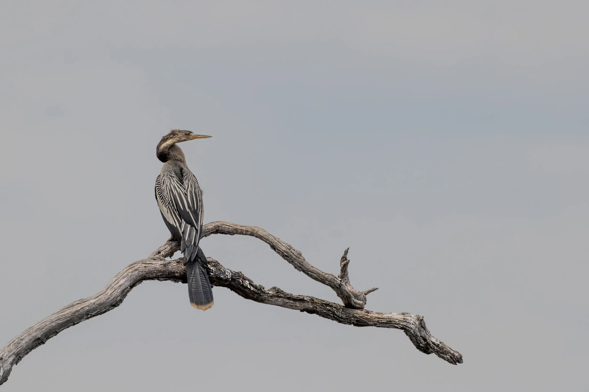 Anhinga.jpg