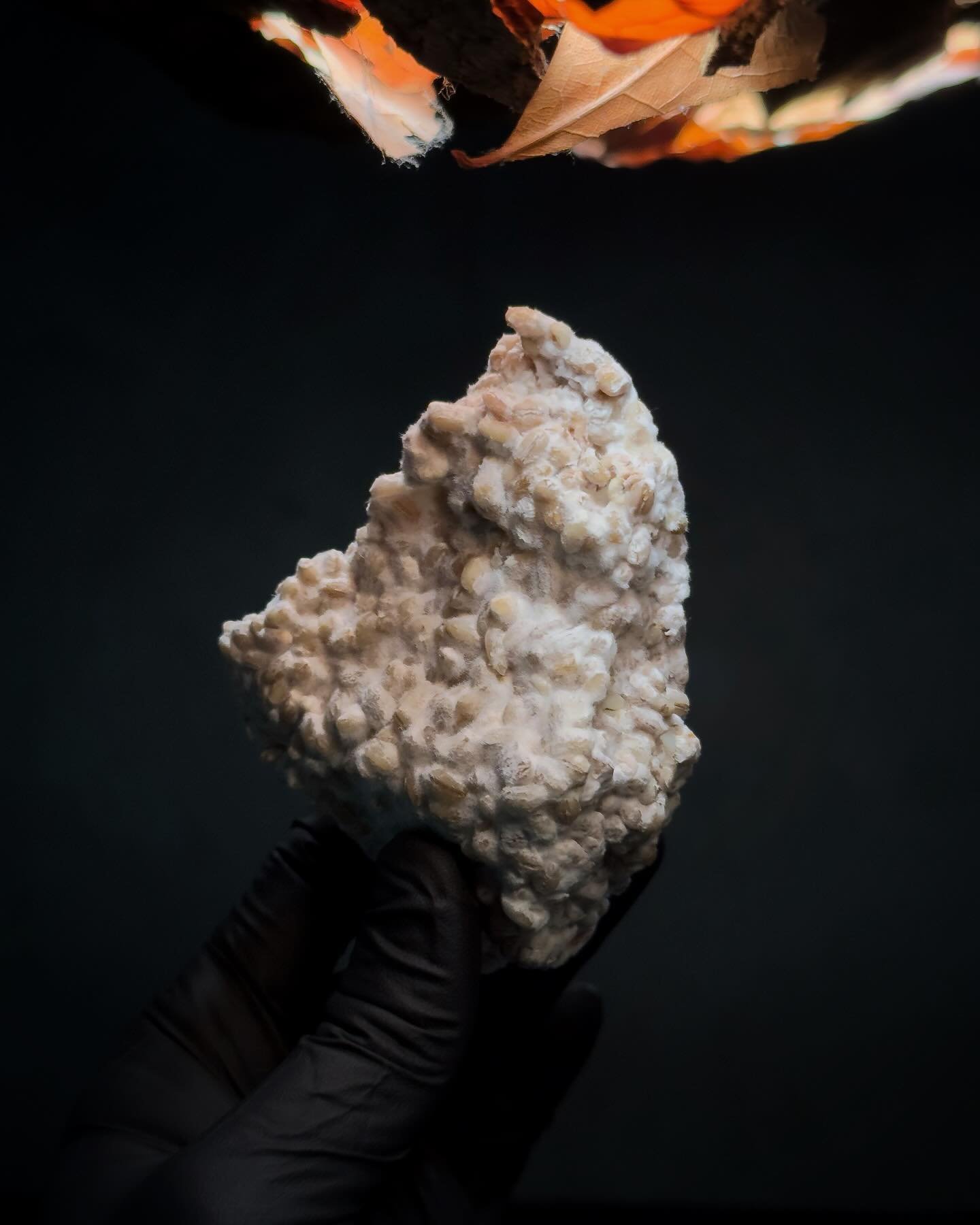 「珍珠大麥米麴」
這種充滿果香/堅果味的麴是我們製作shio-koji(鹽麴） 牛排醃料、米麴油、魚露和Sofrito調酒中發酵番茄的基本成分。

[Pearl Barley Koji]
This fruity/nutty koji is the base ingredient used to make our shio-koji (salt koji) steak marinate, koji oil, garums and fermented tomato in our Sofrito co