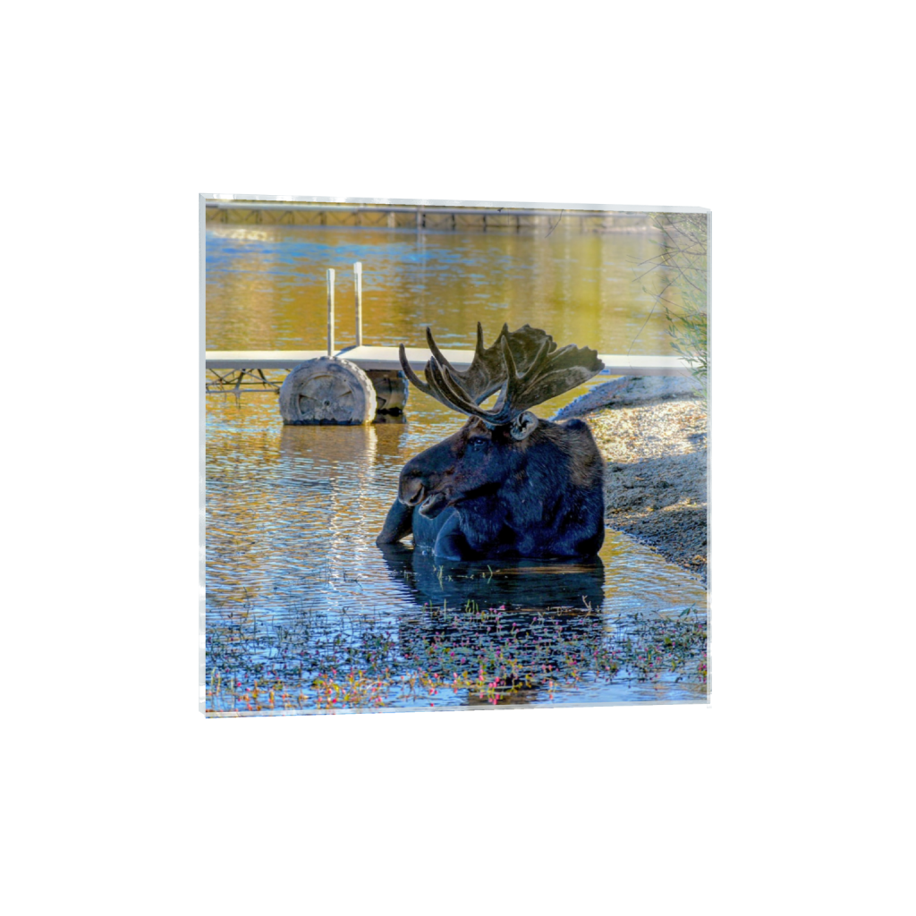 ptq_17_0_270_0_1080_1080_0_false_ffffff_0_0_.png