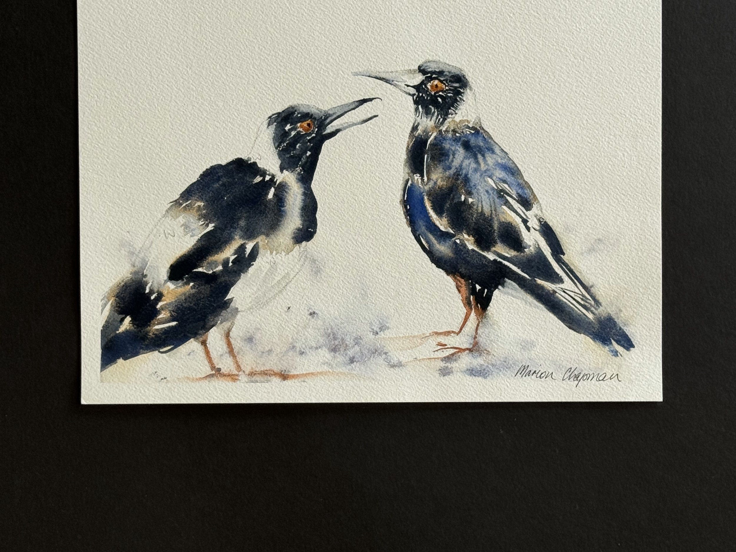 20240219 Magpie feed me ROTATE.jpg
