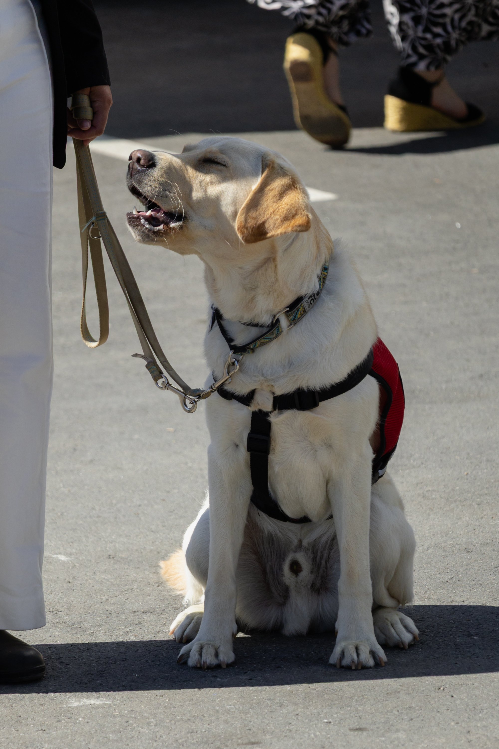 BC-Alberta Guide Dogs-117.jpg