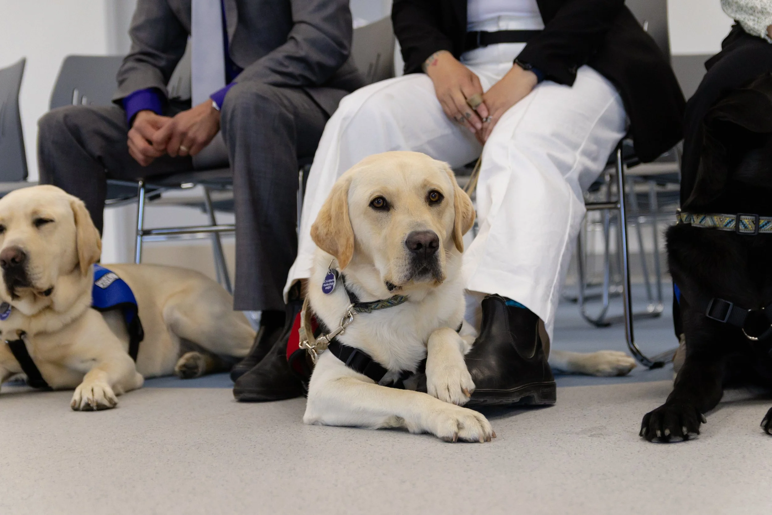 BC-Alberta Guide Dogs-67.jpg