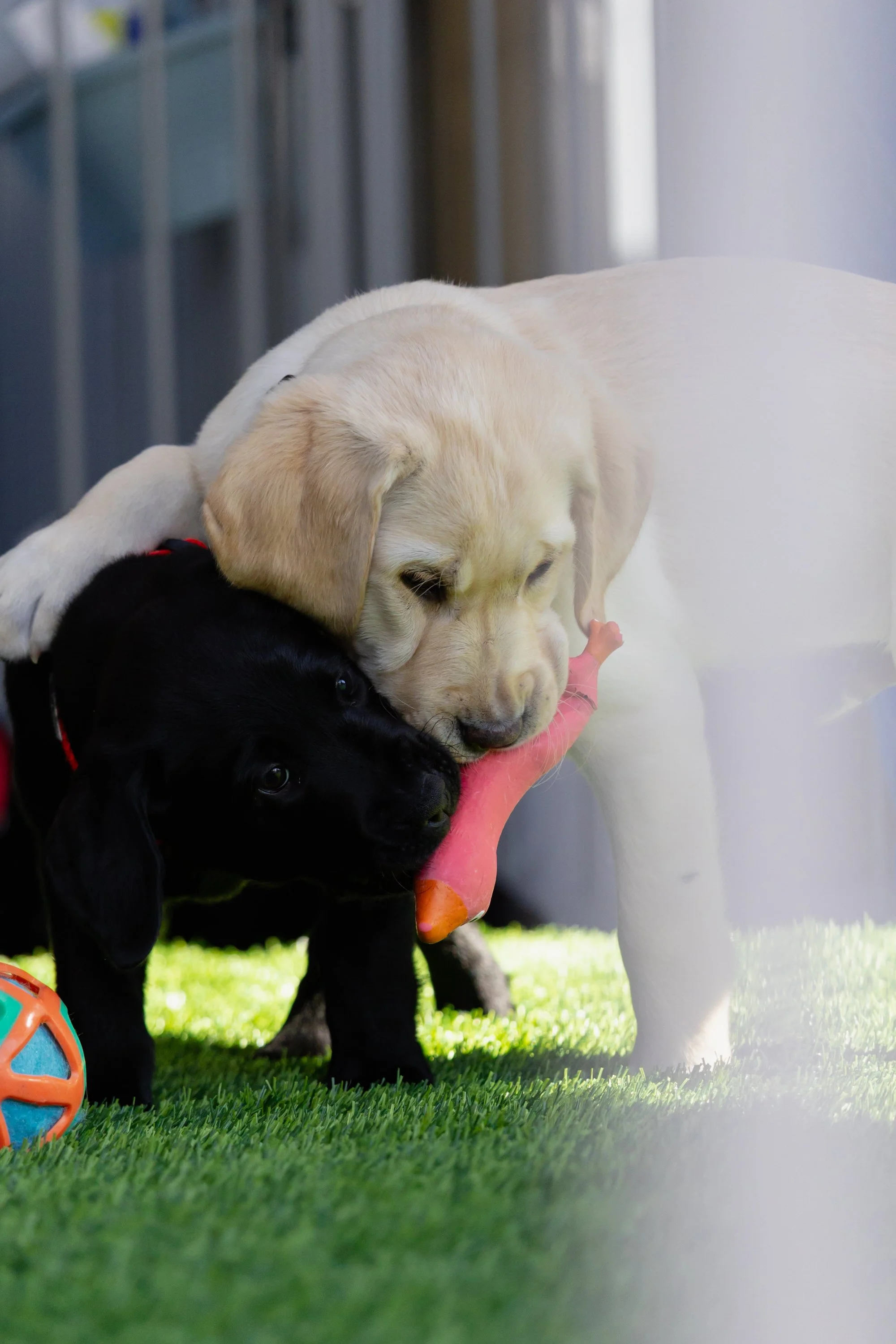 BC-Alberta Guide Dogs-97.jpg