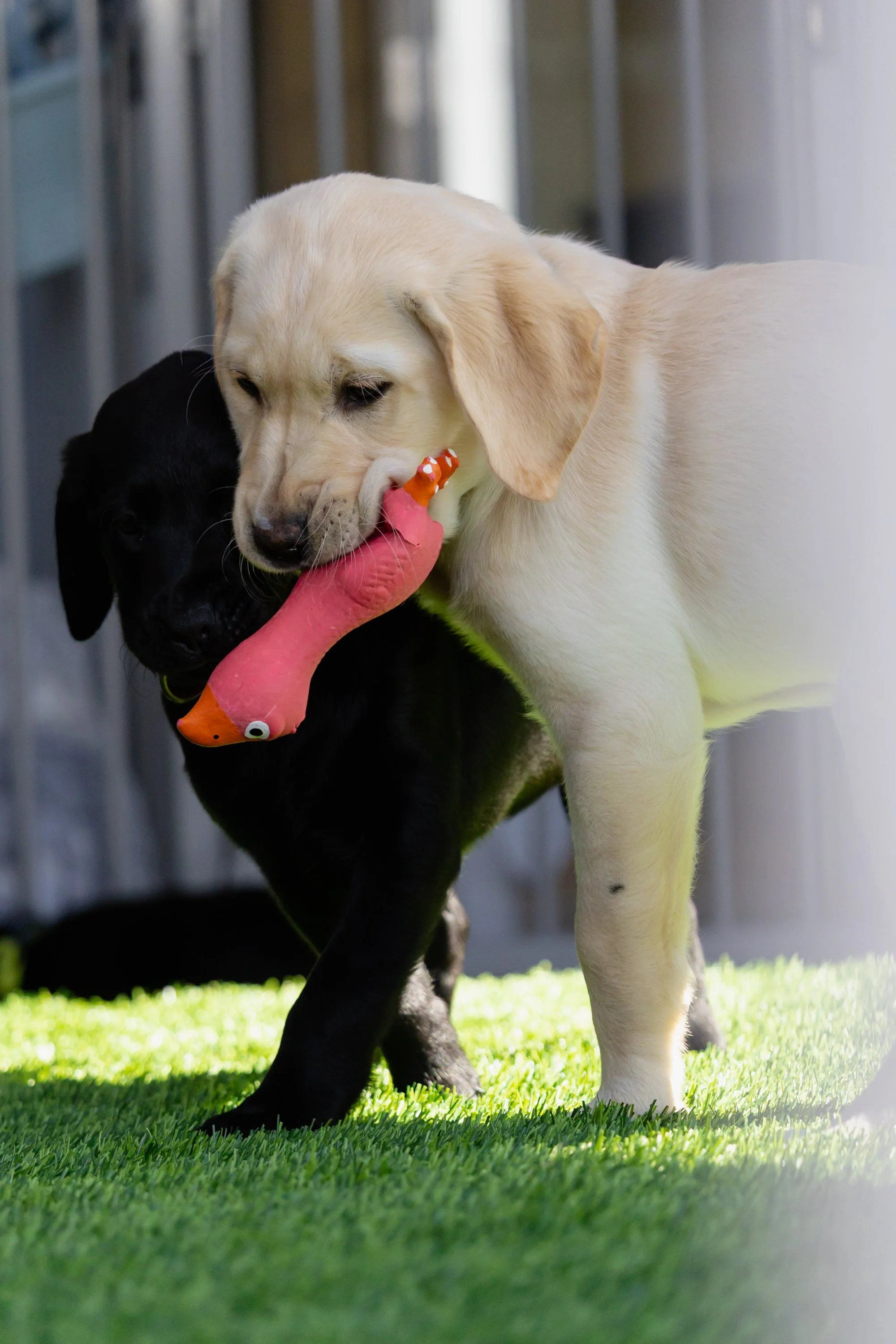 BC-Alberta Guide Dogs-96.jpg