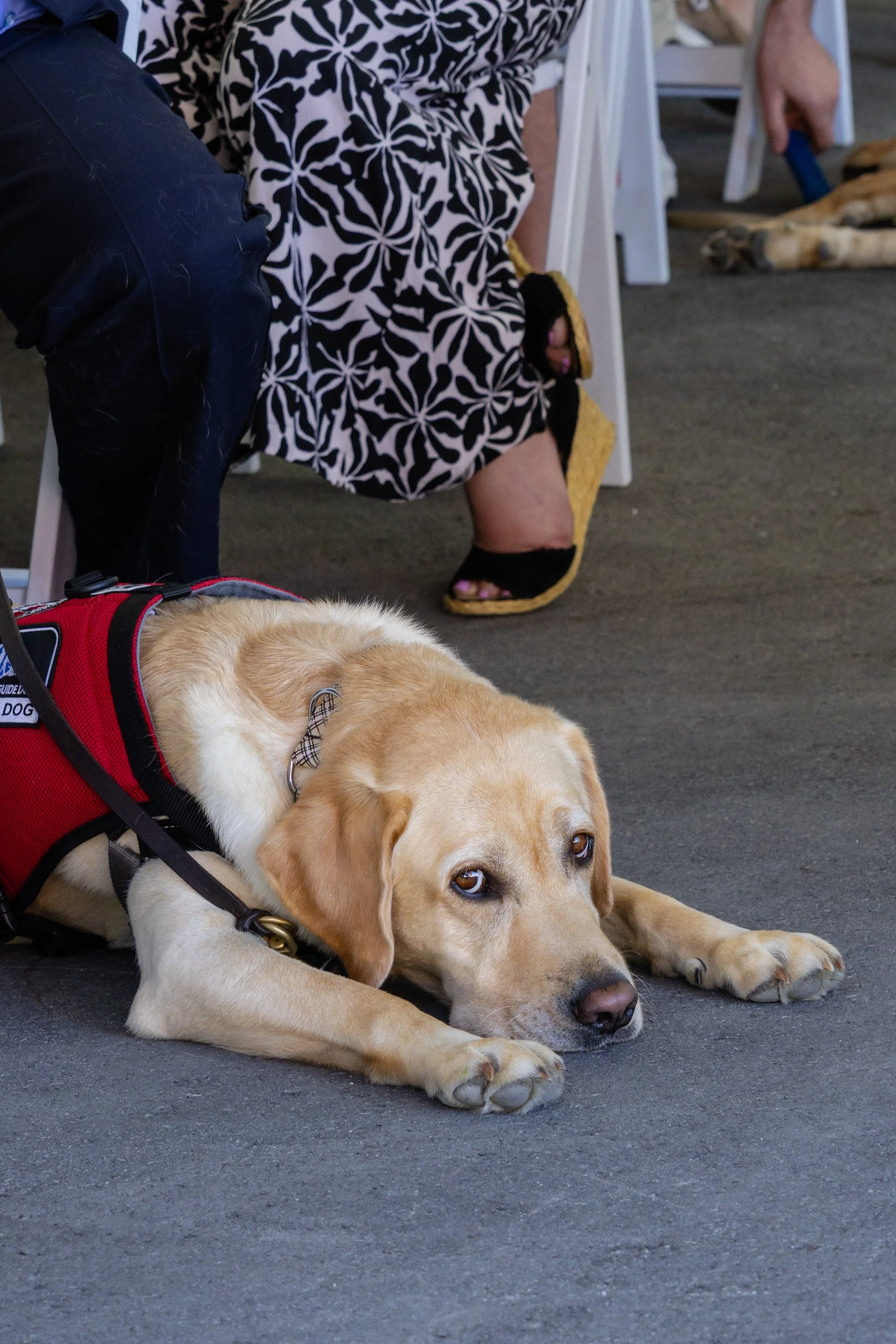 BC-Alberta Guide Dogs-188.jpg