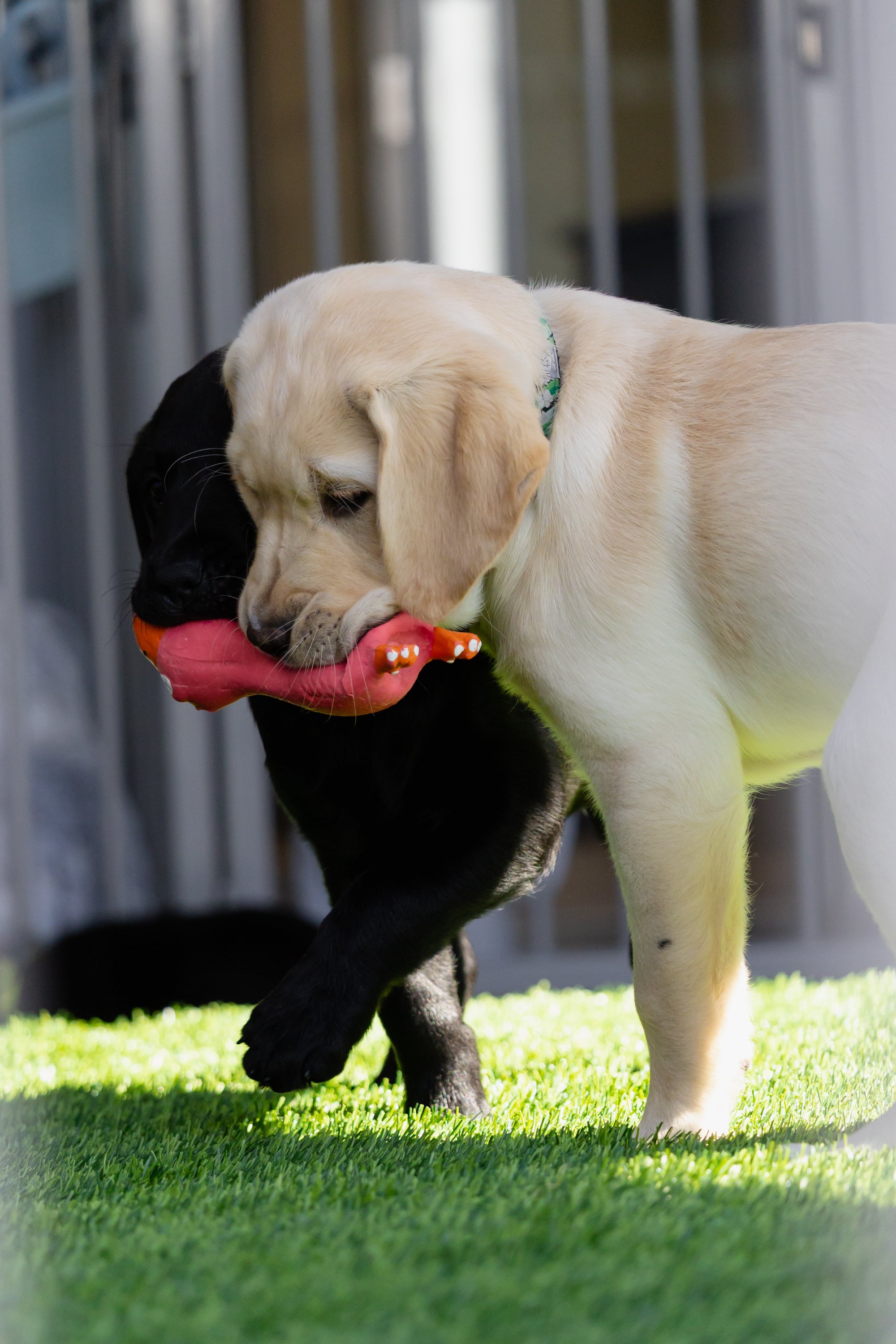 BC-Alberta Guide Dogs-95.jpg