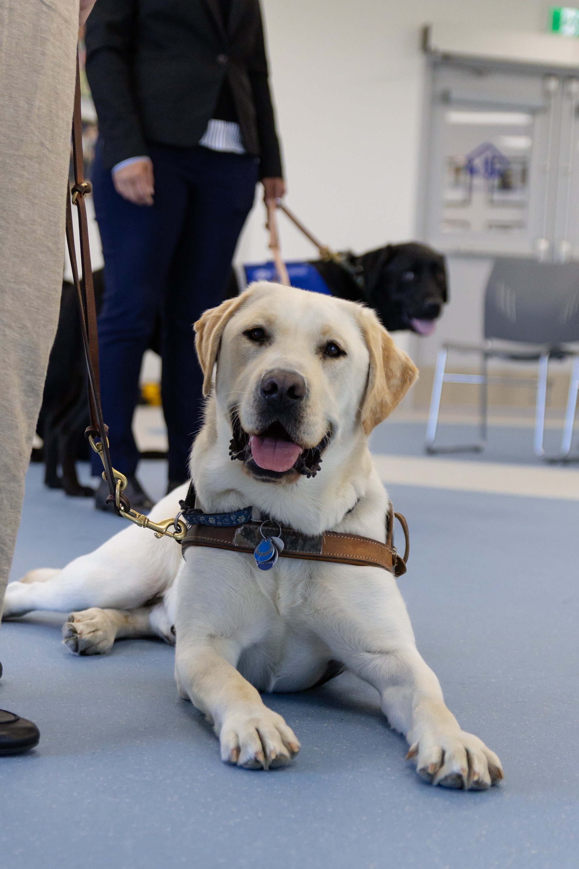 BC-Alberta Guide Dogs-48.jpg
