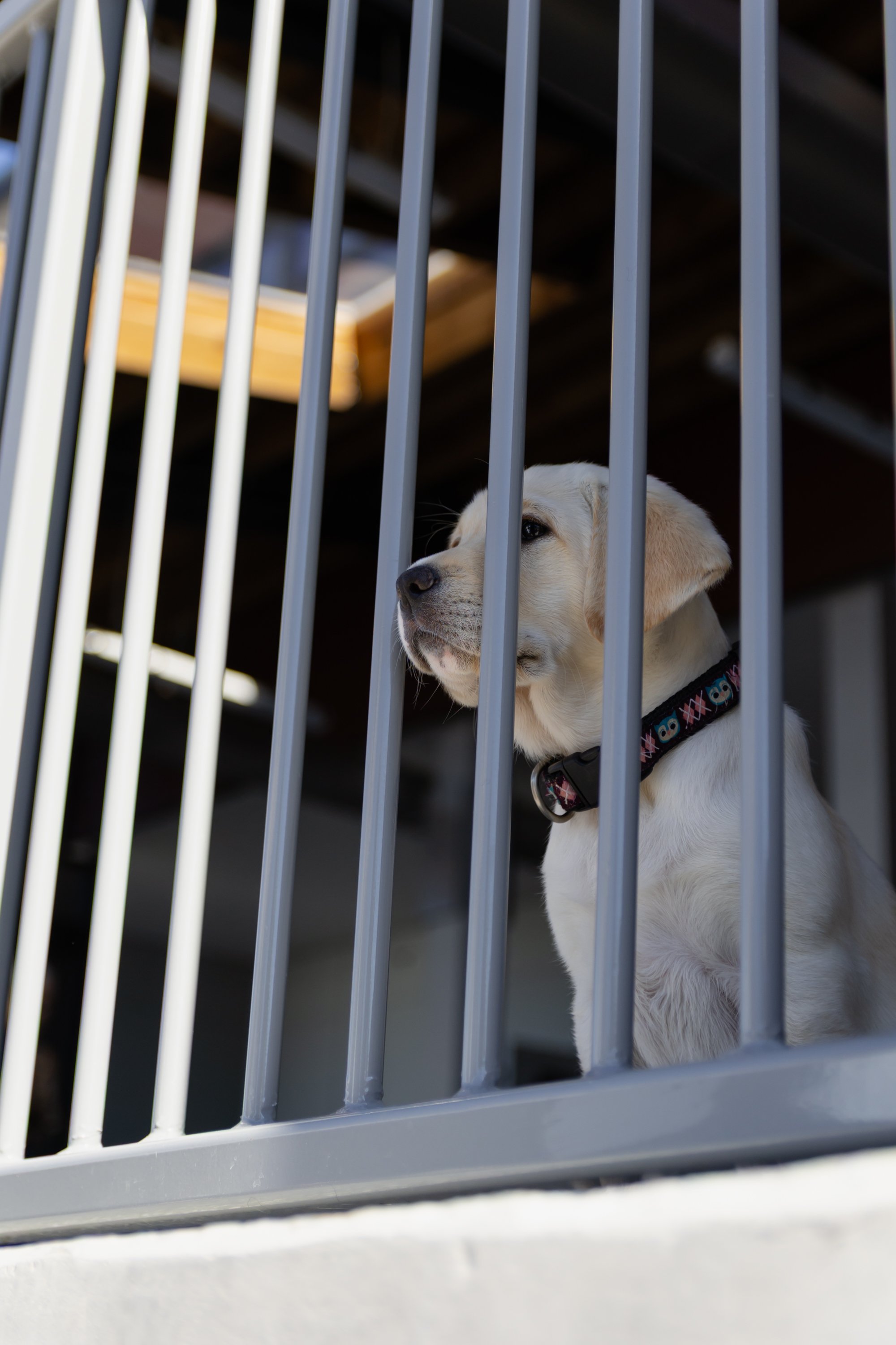 BC-Alberta Guide Dogs-76.jpg