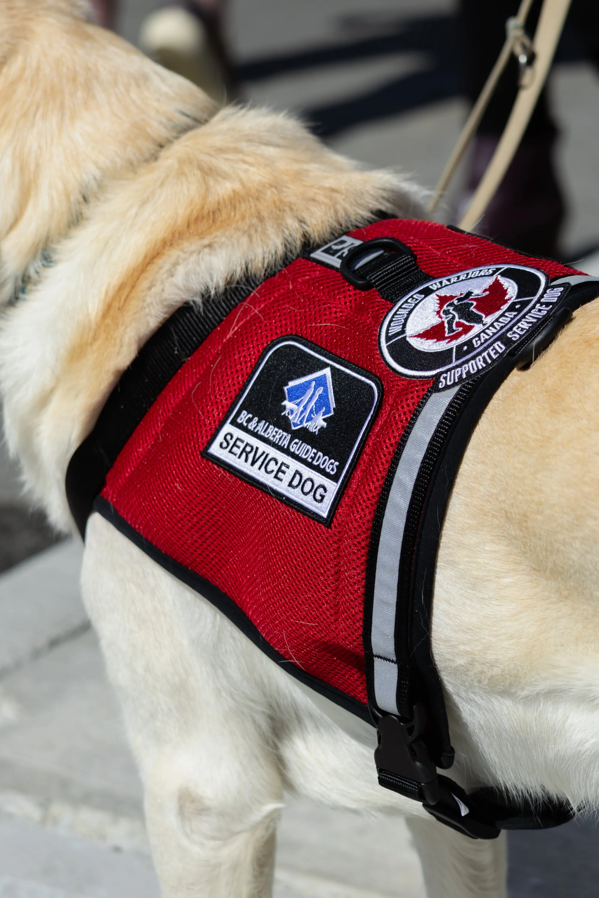 BC-Alberta Guide Dogs-103.jpg