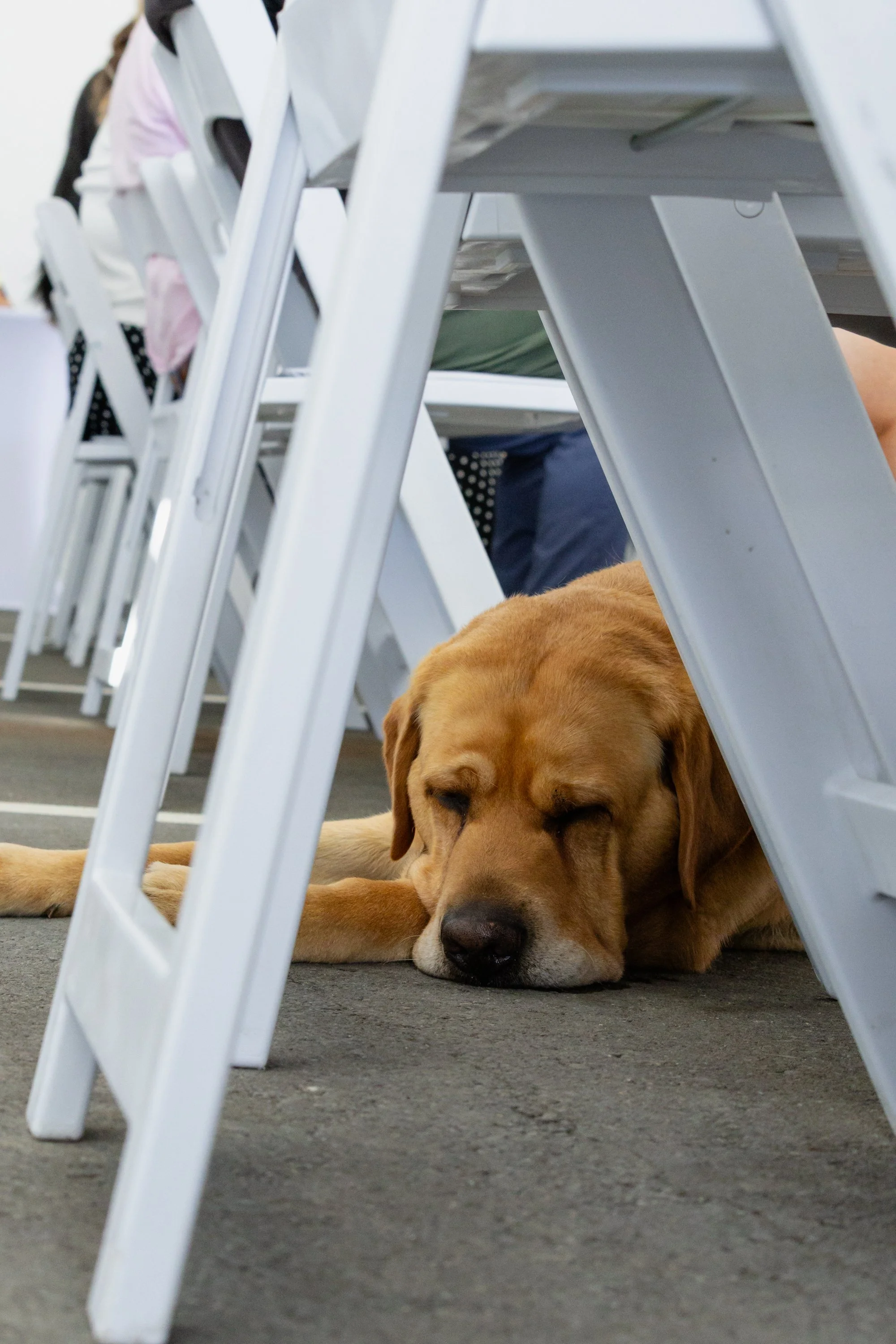 BC-Alberta Guide Dogs-192.jpg
