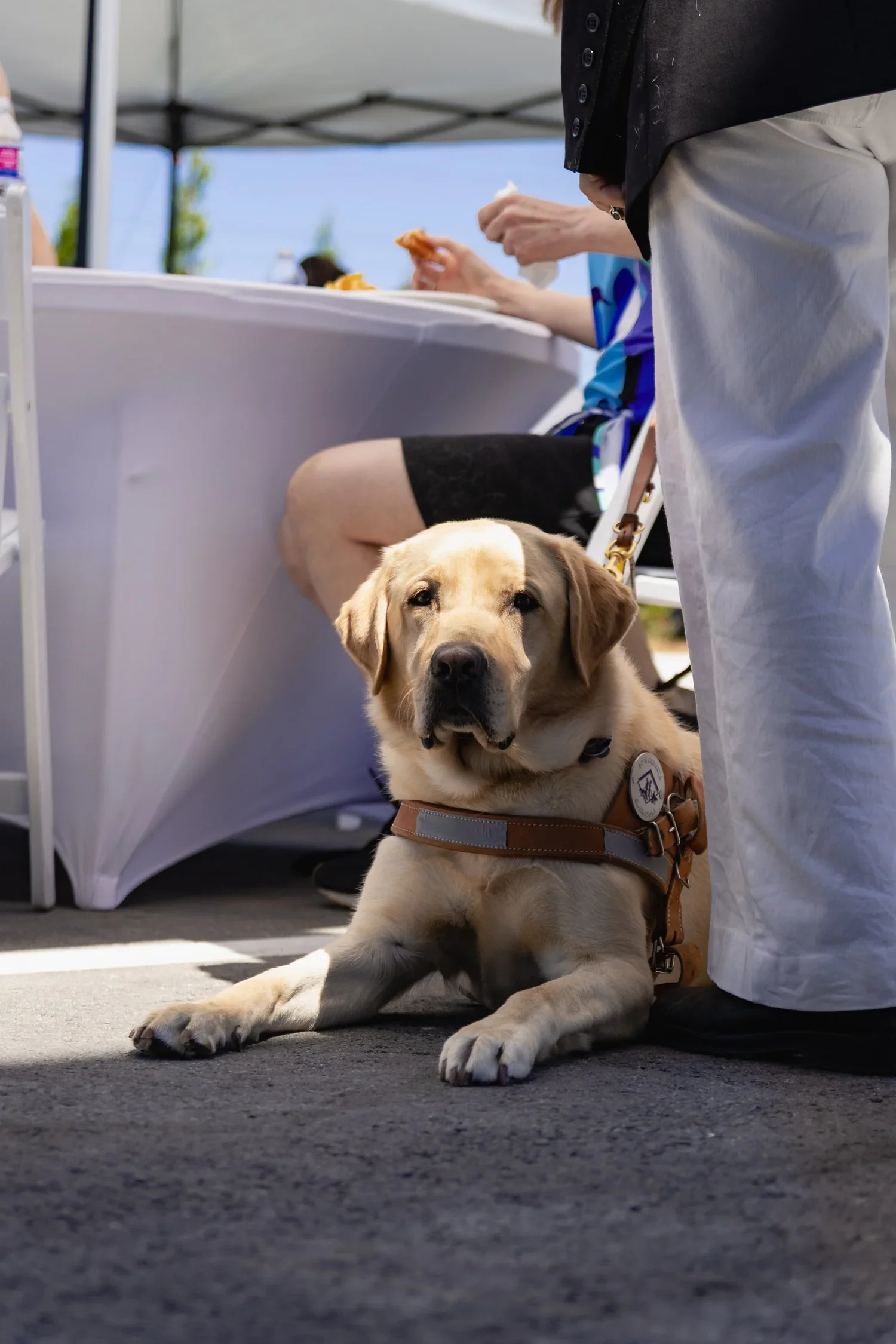 BC-Alberta+Guide+Dogs-8.webp