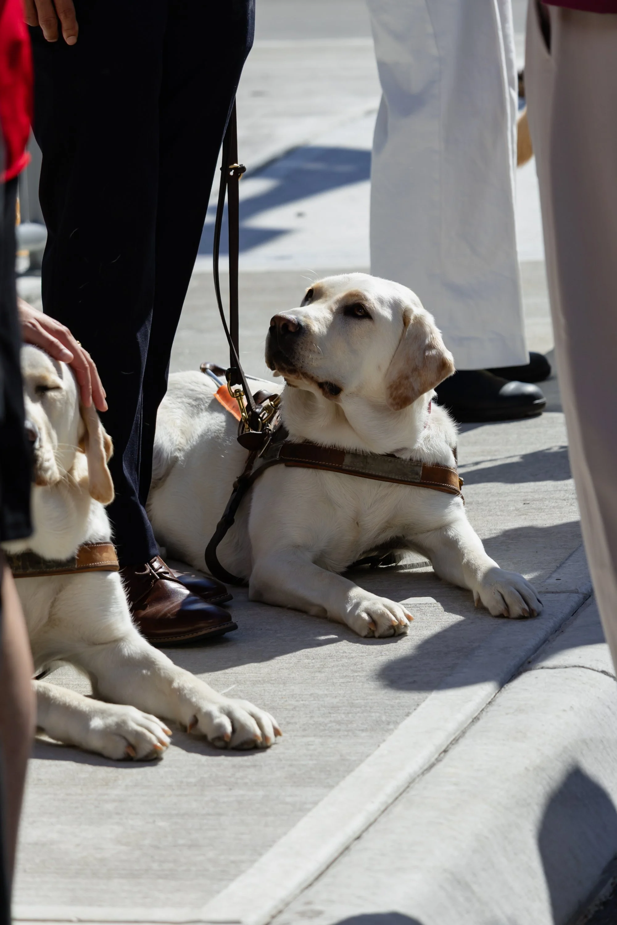 BC-Alberta Guide Dogs-101.jpg