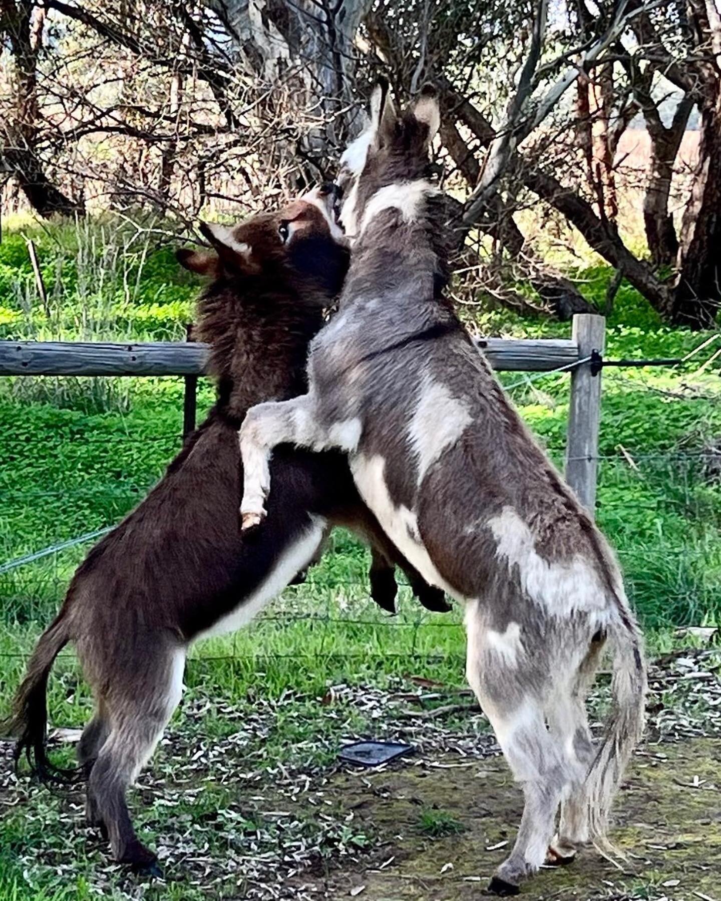 The two boys Paddy &amp; Monty love to play - especially when they&rsquo;re allowed into the garden ! You can find Paddy on the Shiraz label and Monty on the picpoul. 

#mclarenvale #organicshiraz #shiraz #picpoul #miniaturedonkey #donkey #donkeysofi