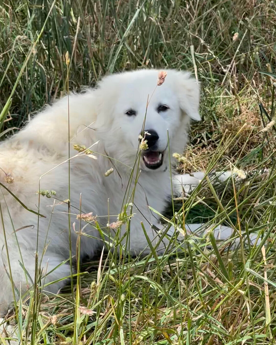 Macaulay wines guardian dog Bino taking a rest after fox hunting around the vineyard.​​​​​​​​
.​​​​​​​​
#mclarenvale #sawine #aussiewine #ichoosesa #seesouthaustralia #organicwines #winelover #winedestinations #route31coastaldrive #valeandcoast #goso