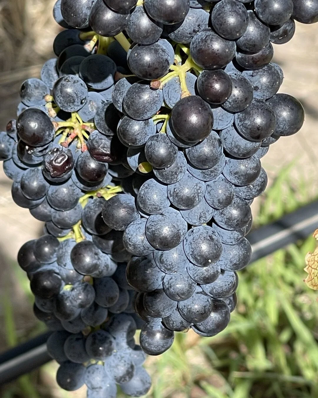 Getting close to picking time