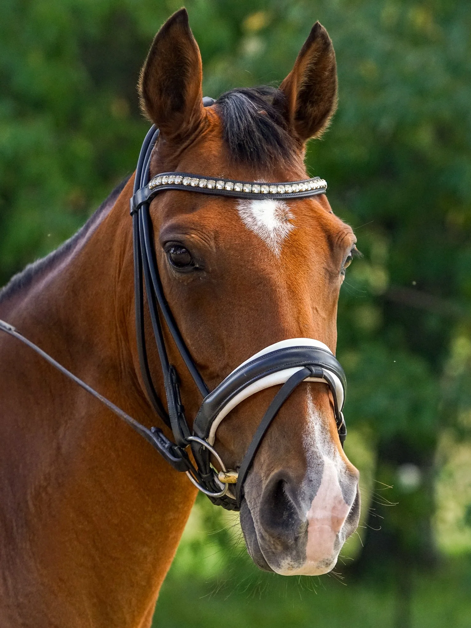 flhdequestrian-01344.JPG