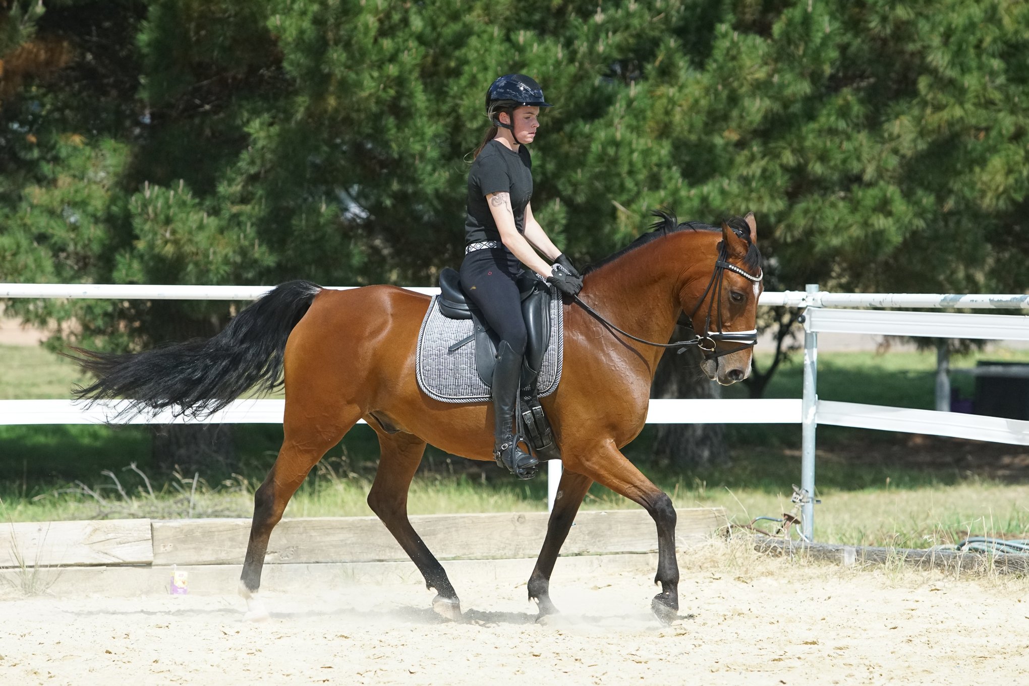 lhdequestrian-00790.JPG