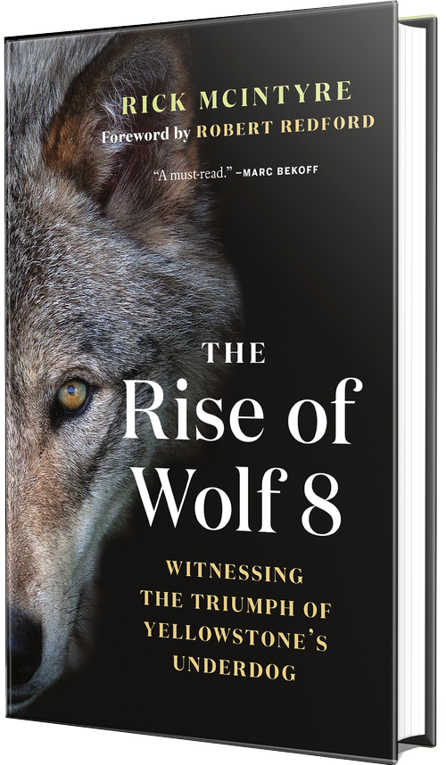 The rise of wolf 8 rick mcintyre