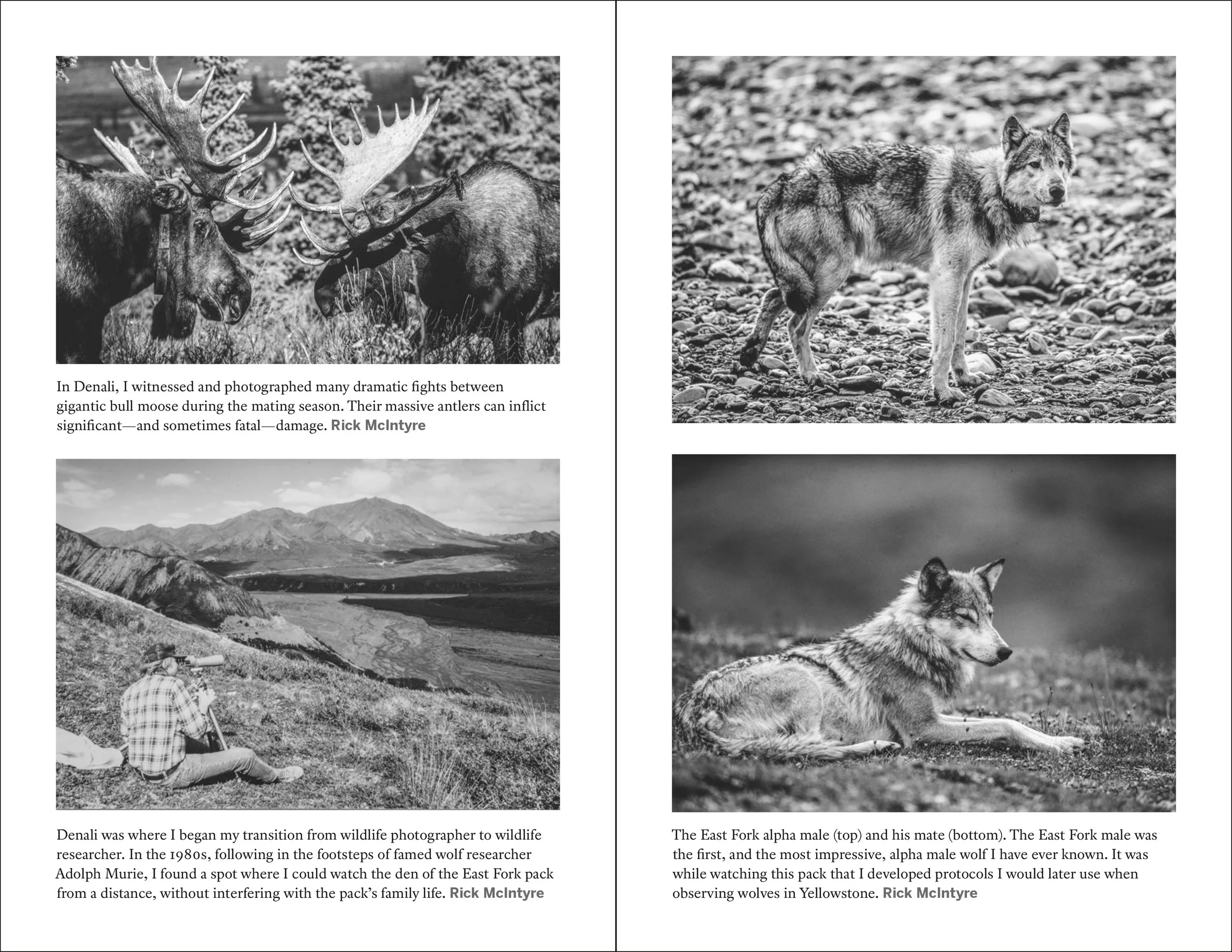 Two wolves sitting on the ground and looking into the distance in a natural setting.