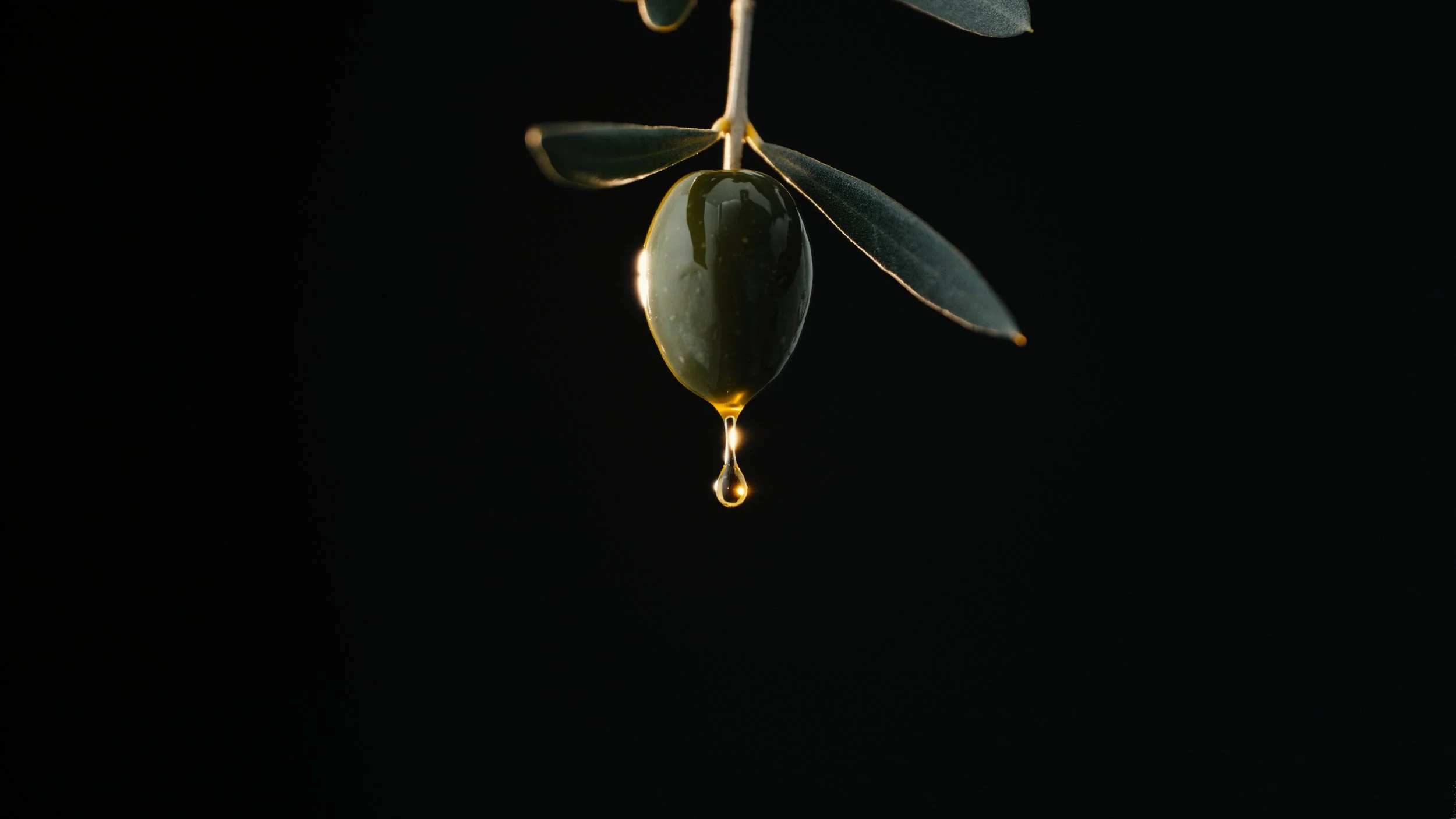 Still 2026-02-18 162213_1.51.1.jpg