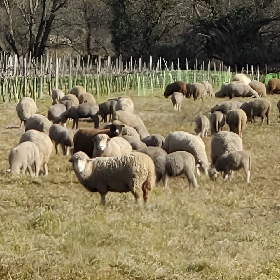 Le mouton pr&eacute;sent...

#levoyagedelame #podcast #momentpresent #conscience #pleineconscience #vie #amour #lesvans