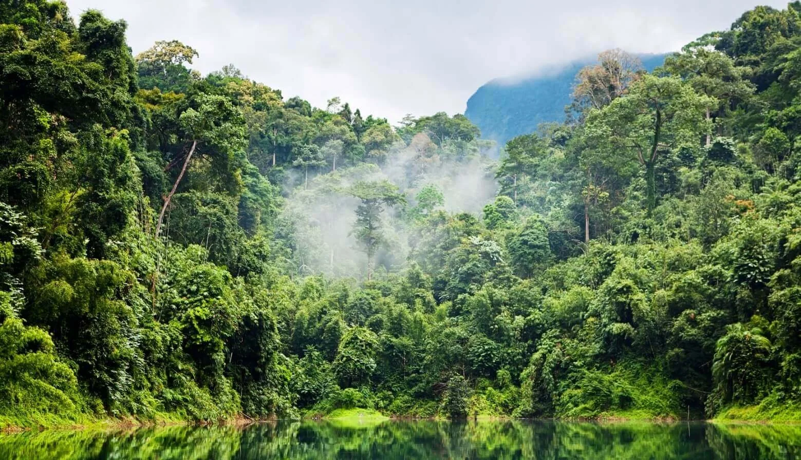 Rainforest