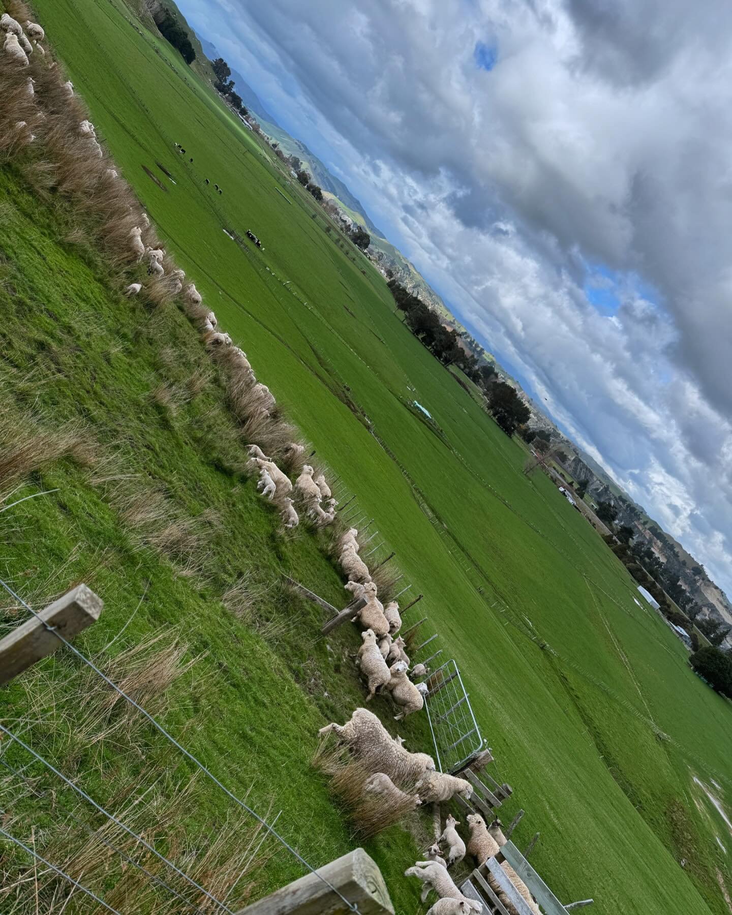 Lots of lambs out and about today! Spring has definitely arrived! @agritourismnz @visitrangitikei @mtruapehu @nz_farming_pics