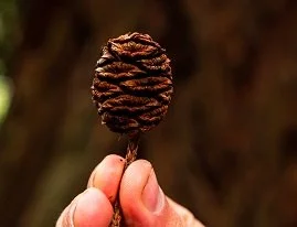 Grow your own Sequoia from seed