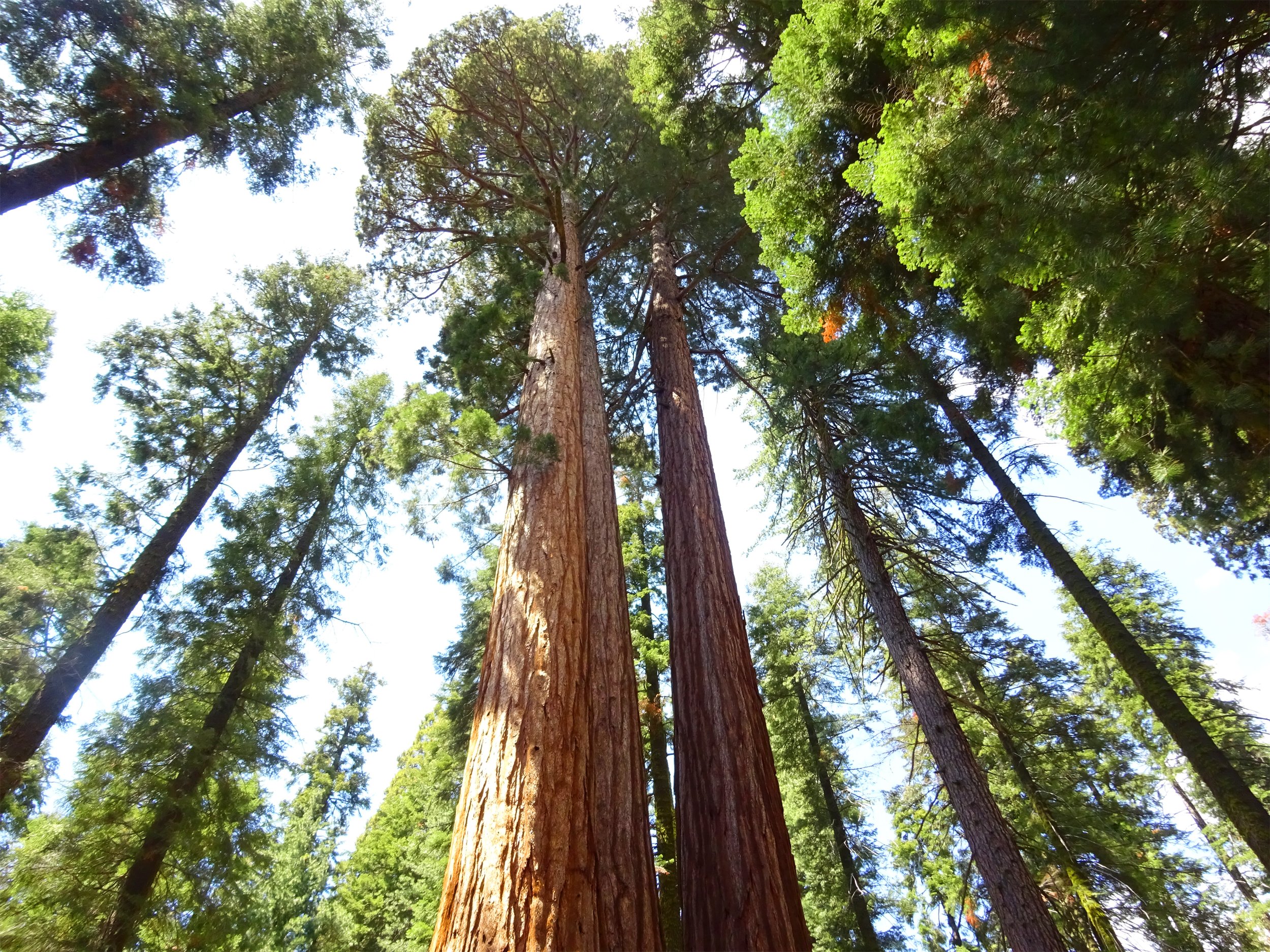 How Carbon Reduction Is Becoming a Competitive Advantage