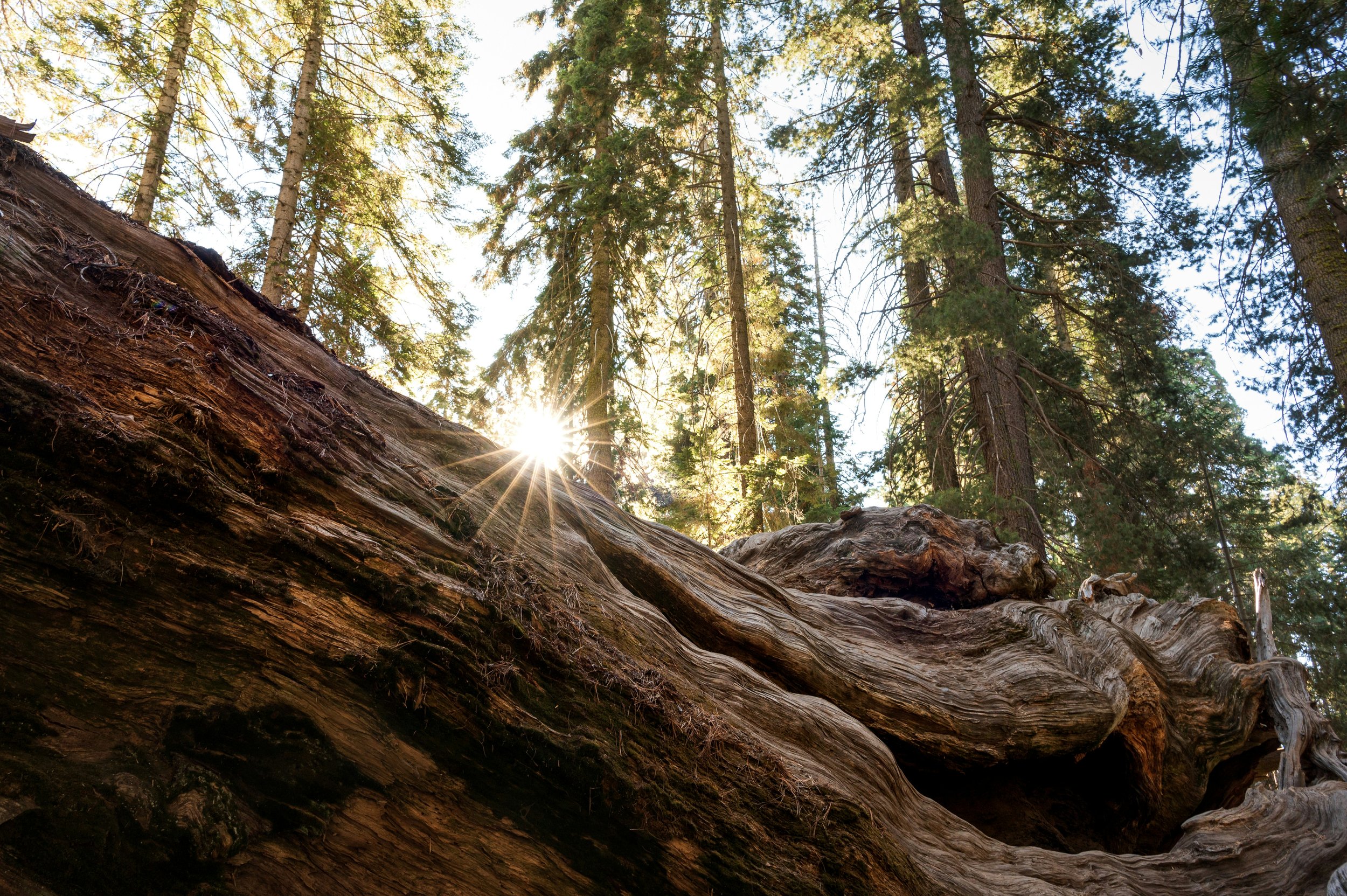 Sequoias vs. Industrial Carbon Capture: A Natural Alternative
