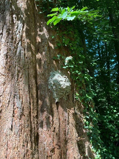 Sequoia wasp nest.jpg