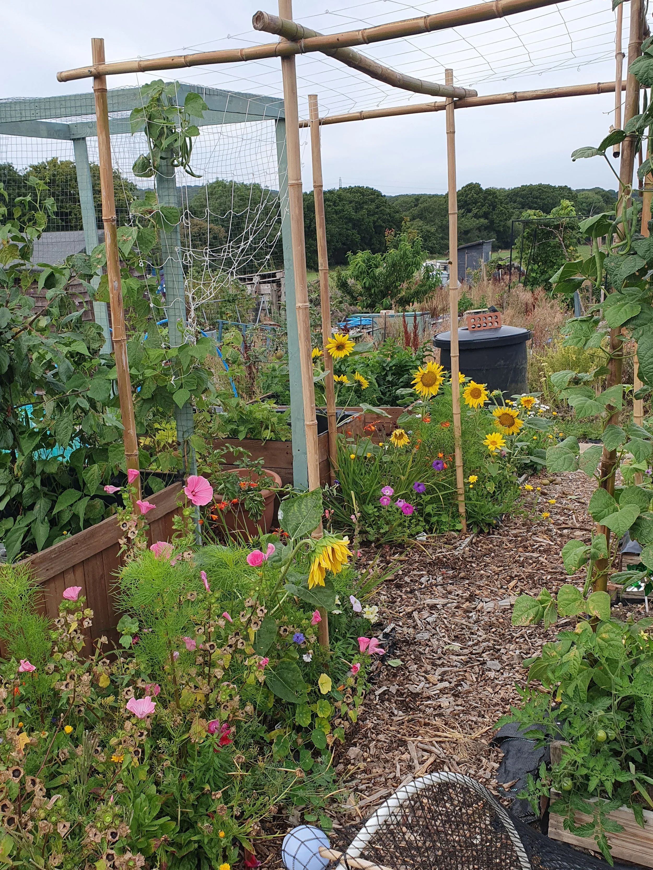 Explore Northwood Allotments: A Living Landscape of Growth and Wildlife